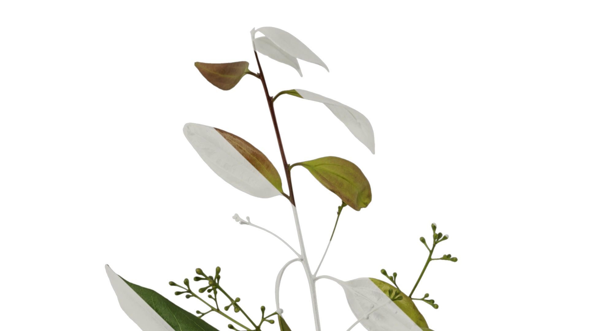 Cinnamomum burmannii Low-poly 3D model_3