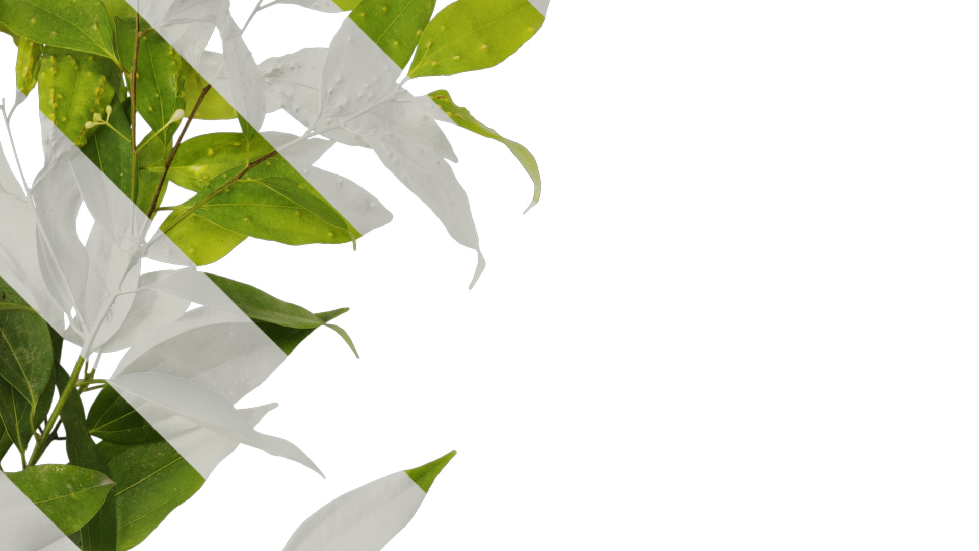 Cinnamomum burmannii Low-poly 3D model_14