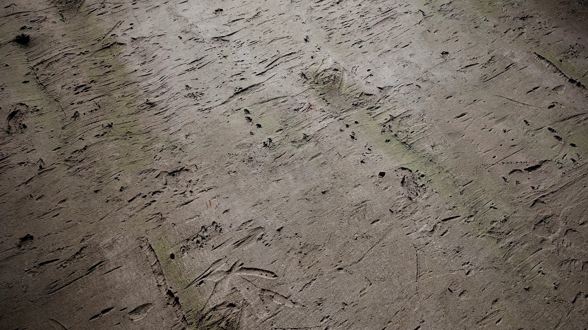 Cinnamomum burmannii Low-poly 3D model_36