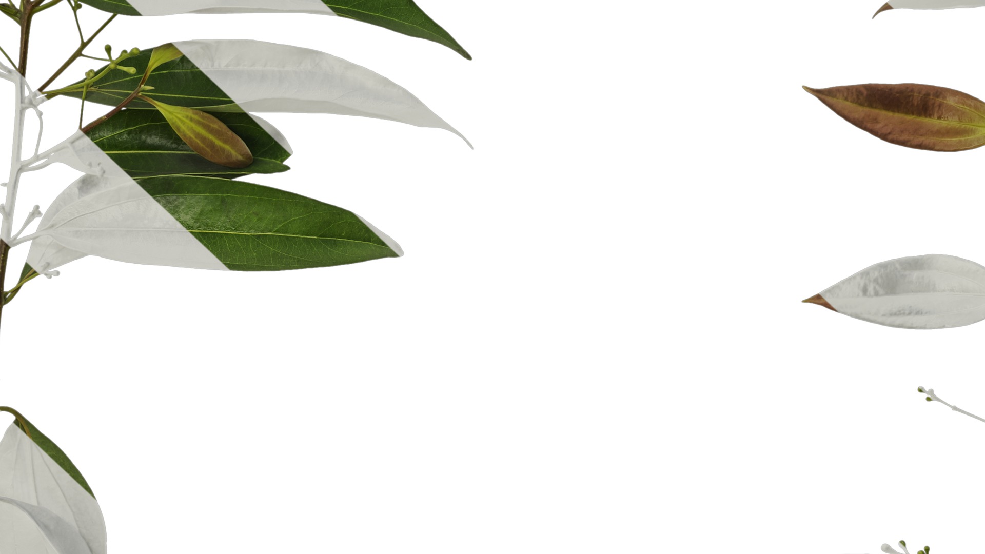 Cinnamomum burmannii Low-poly 3D model_9