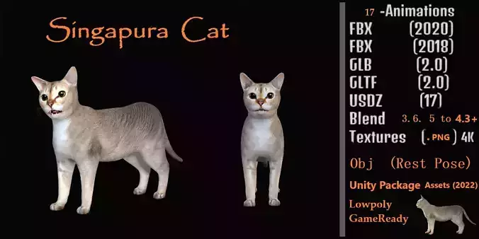 Singapura Cat