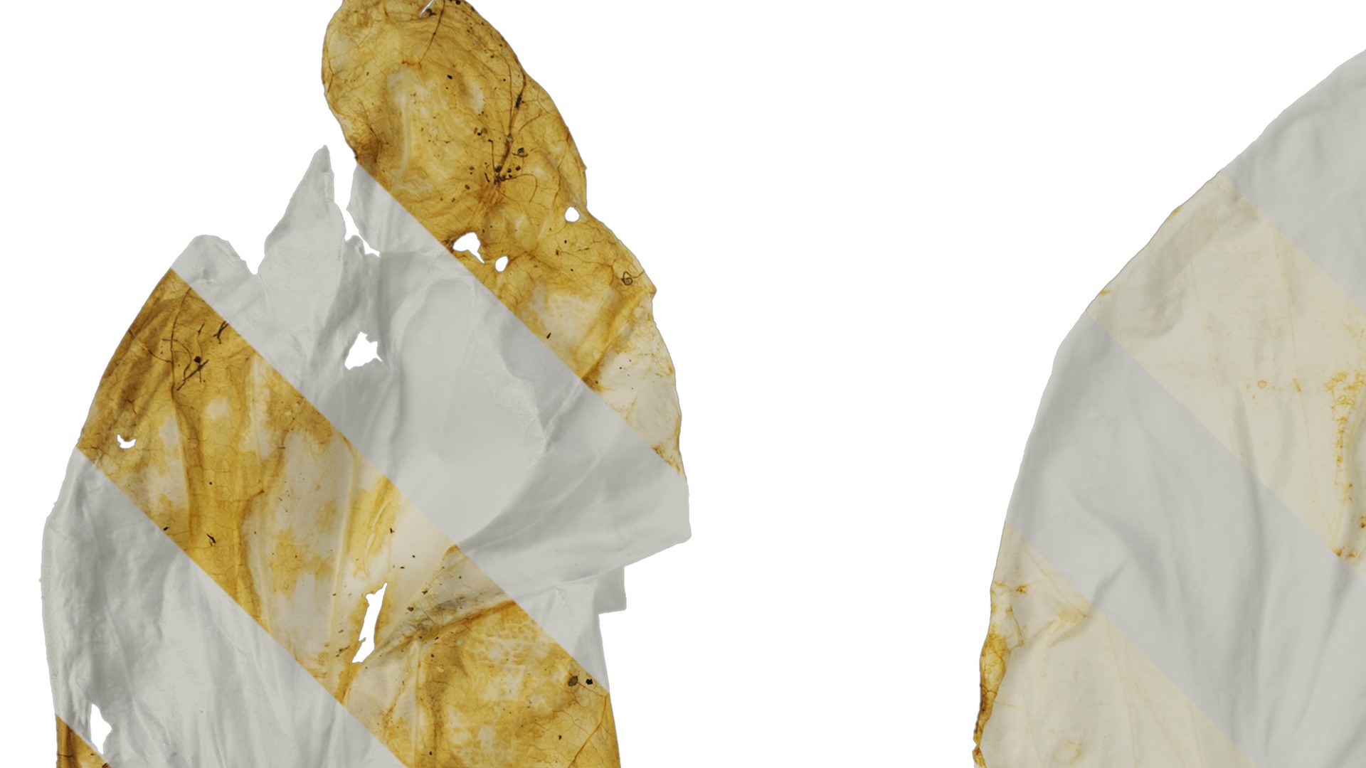 Davidia involucrata Low-poly 3D model_35