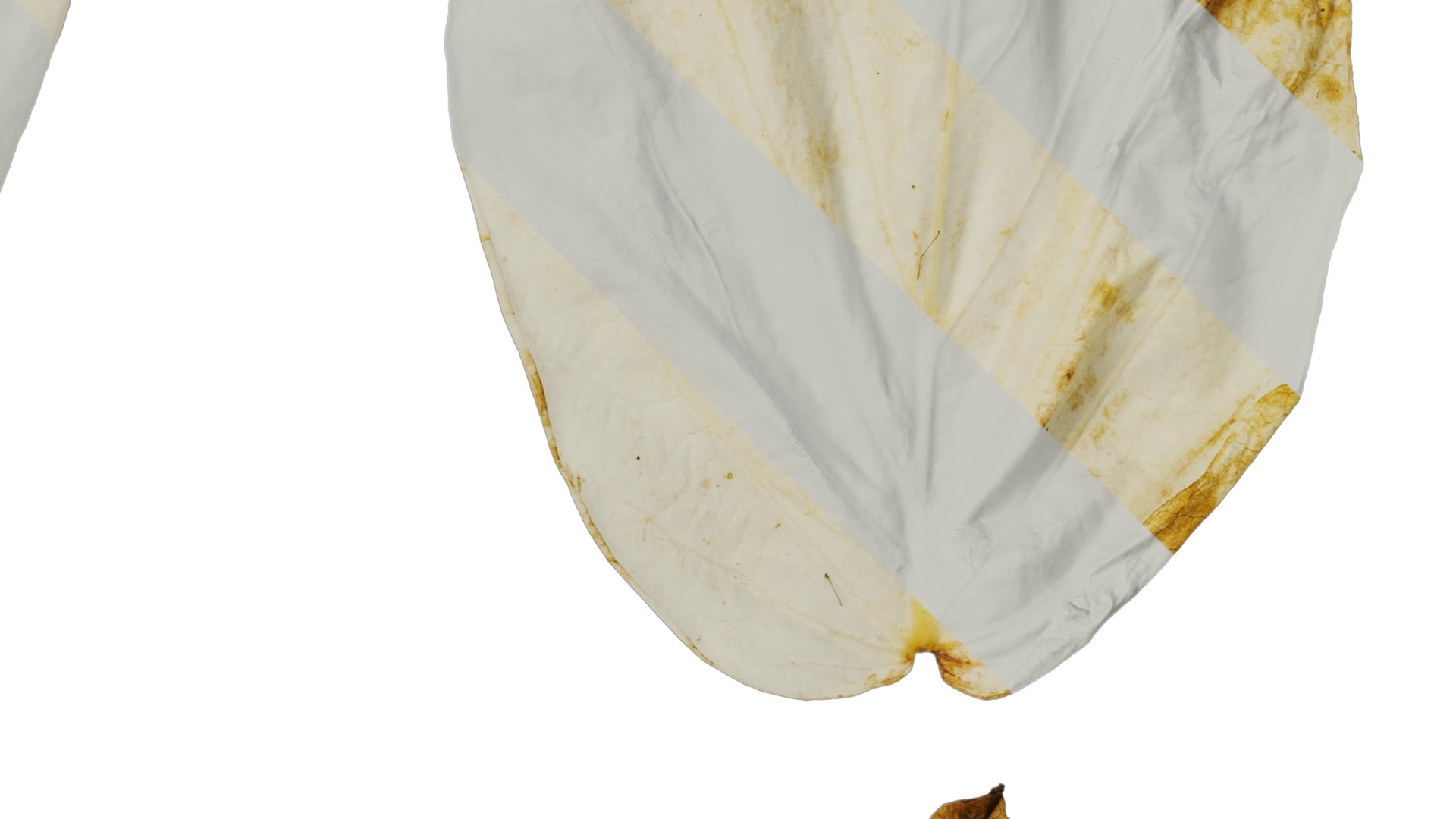 Davidia involucrata Low-poly 3D model_38