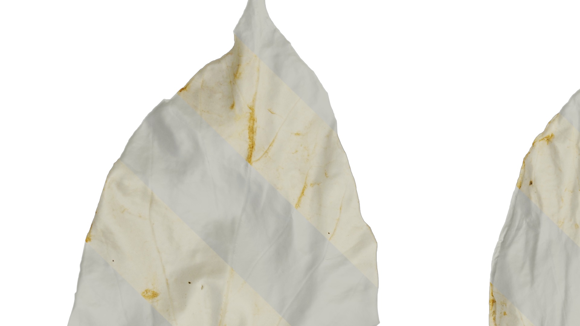 Davidia involucrata Low-poly 3D model_62