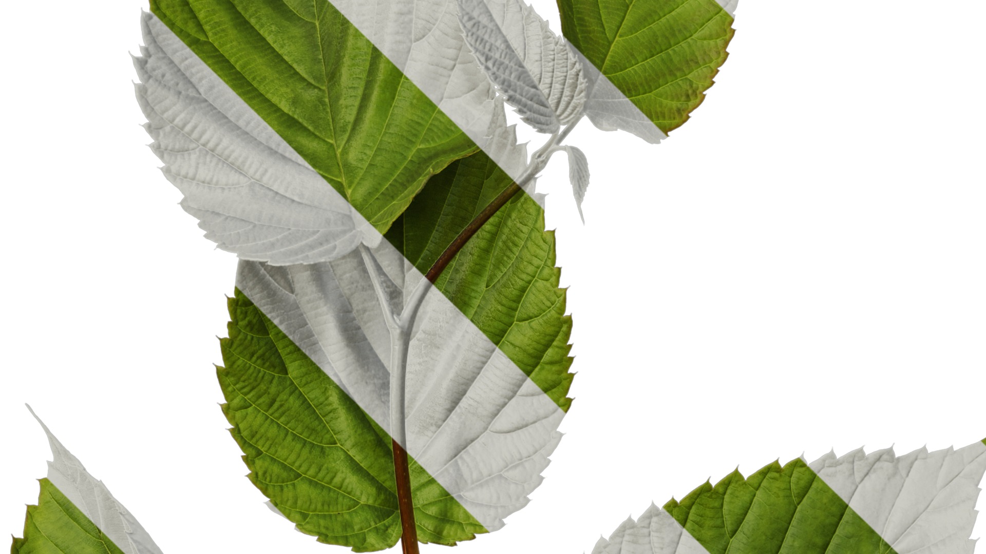 Davidia involucrata Low-poly 3D model_26