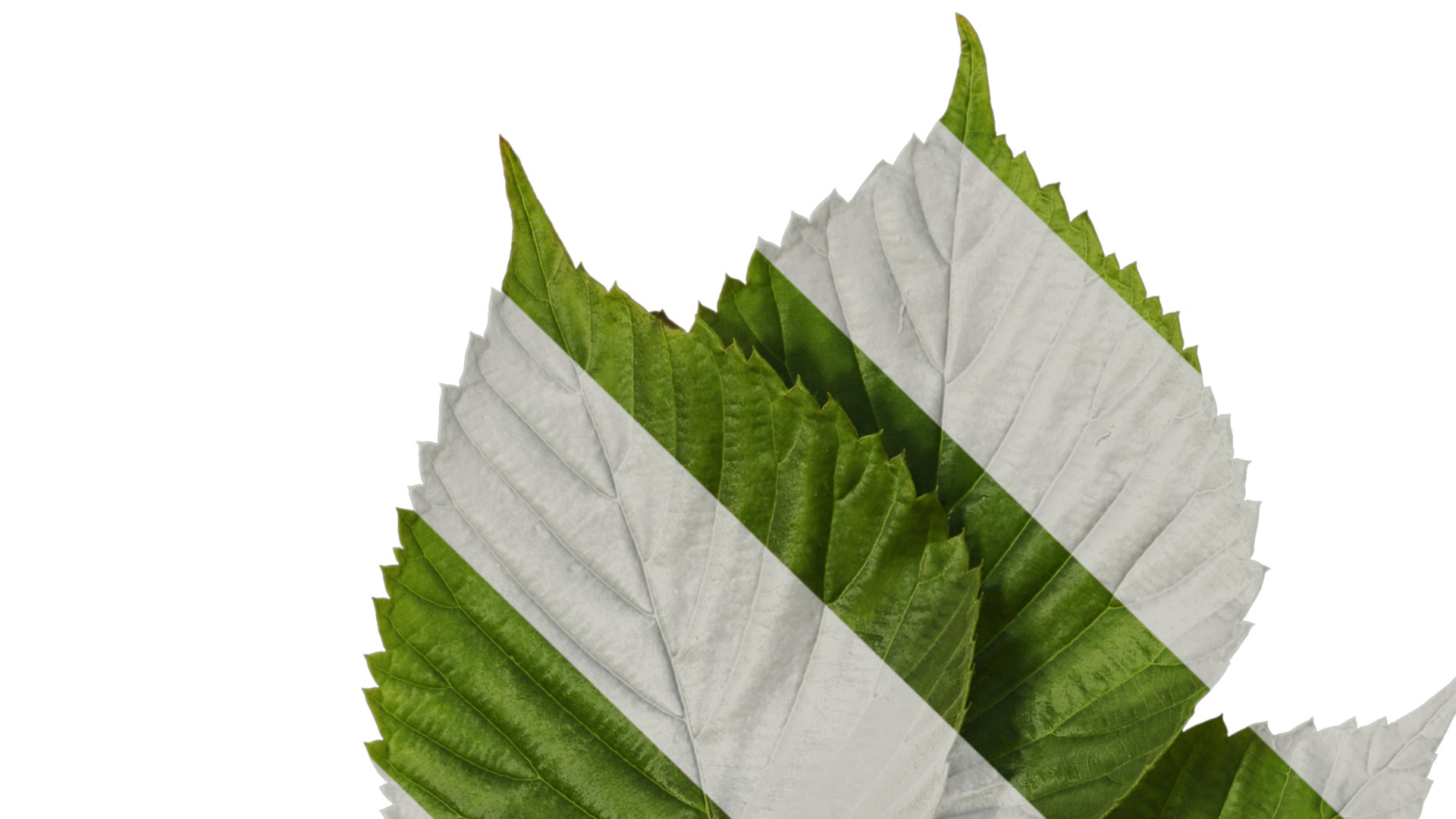 Davidia involucrata Low-poly 3D model_4