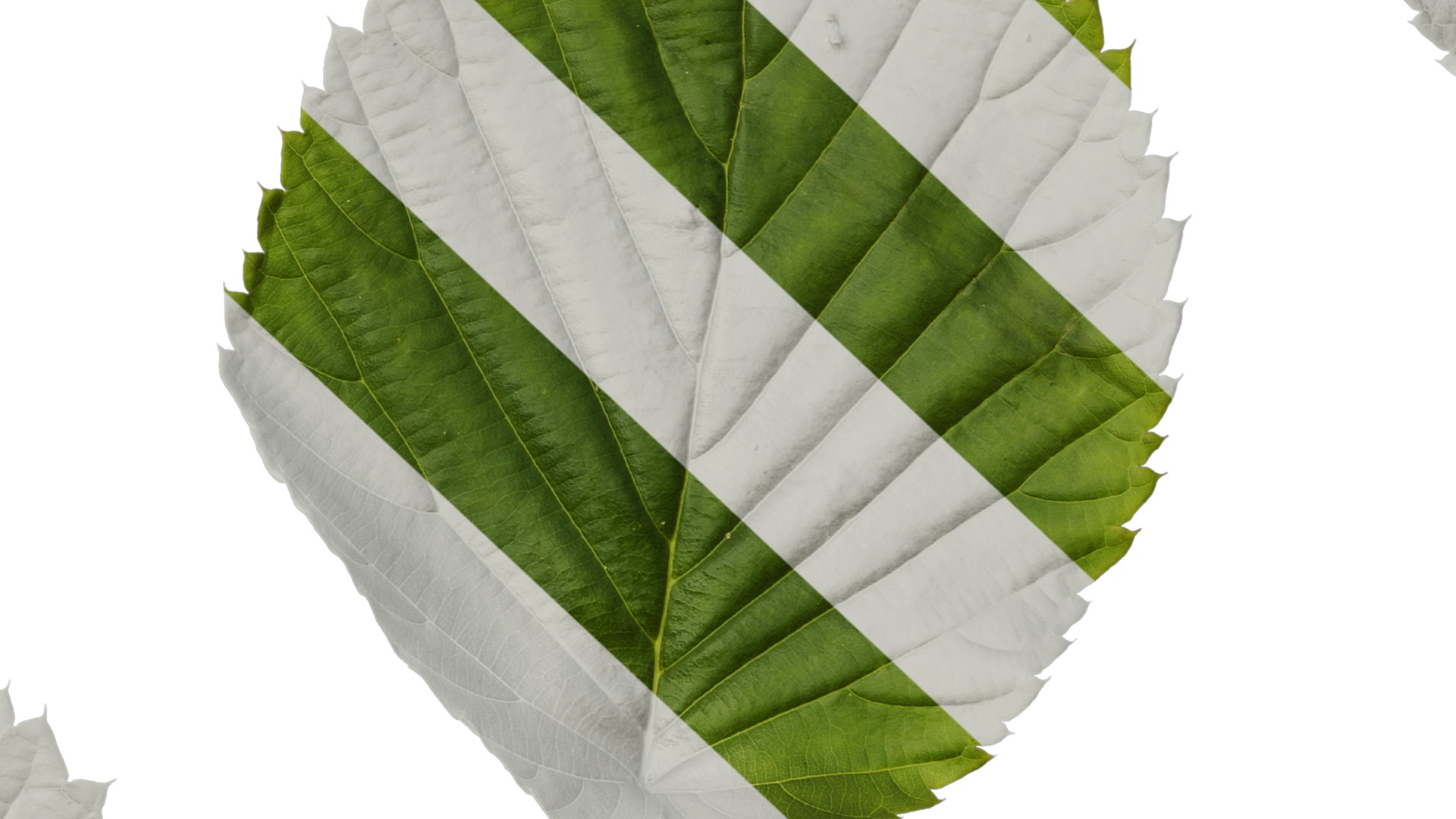 Davidia involucrata Low-poly 3D model_95