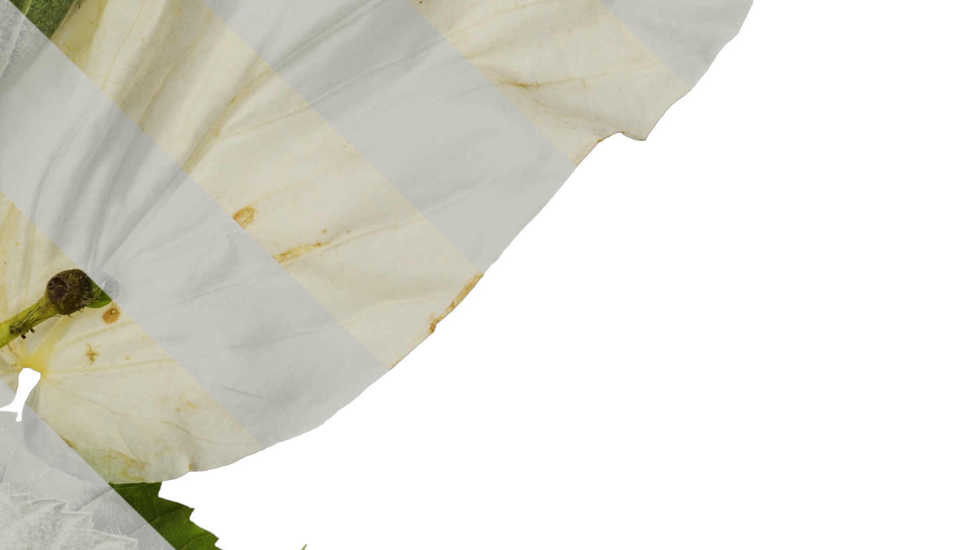 Davidia involucrata Low-poly 3D model_17