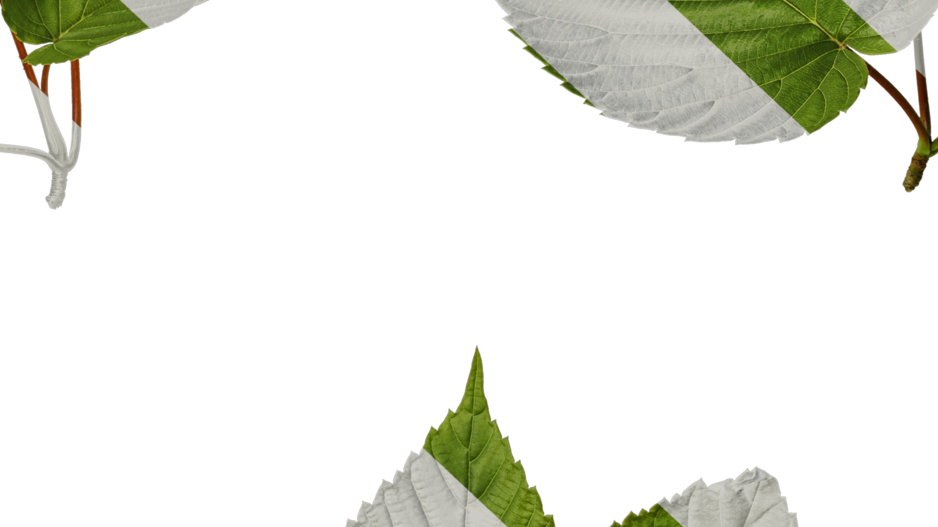 Davidia involucrata Low-poly 3D model_10