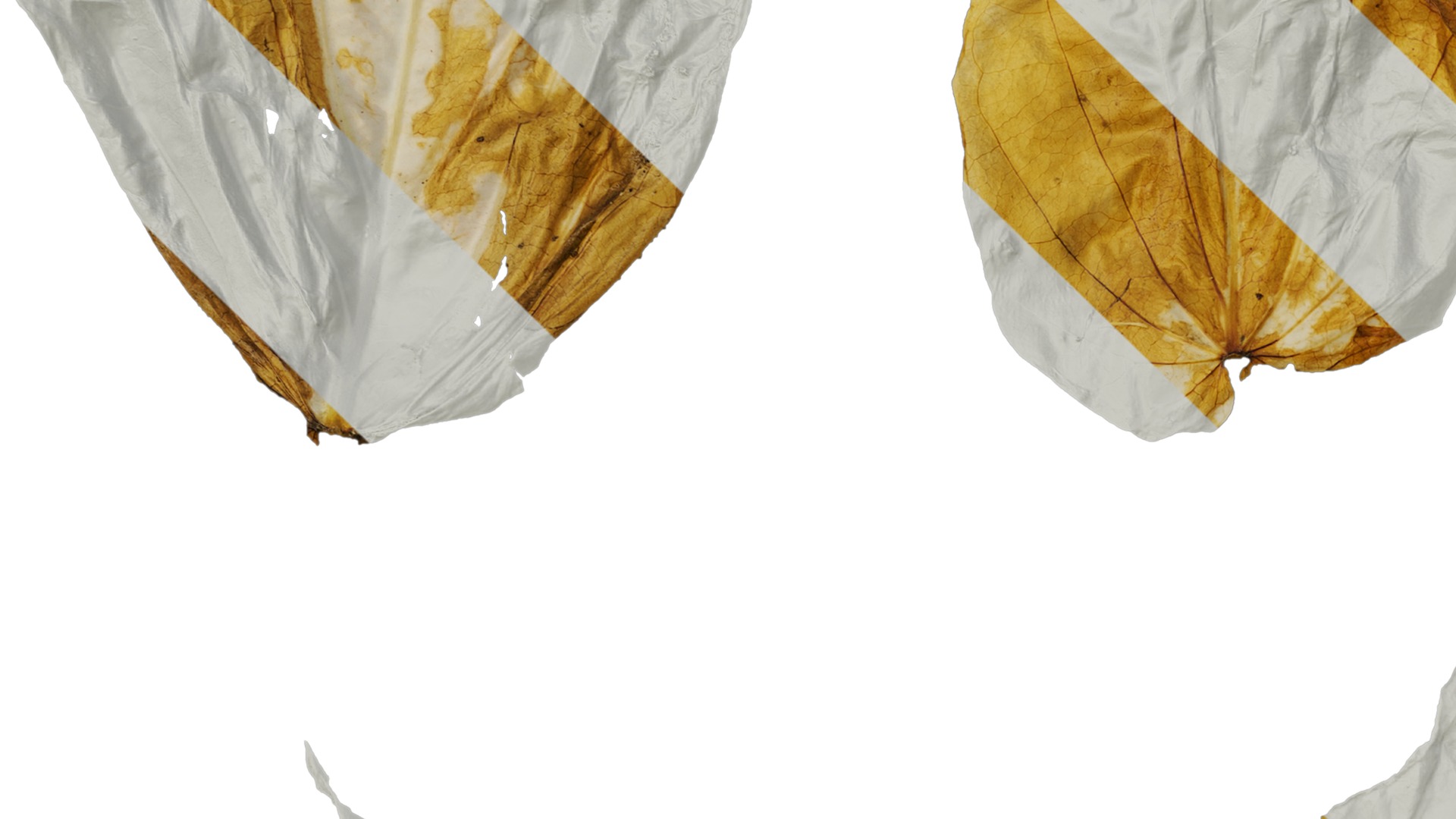 Davidia involucrata Low-poly 3D model_55