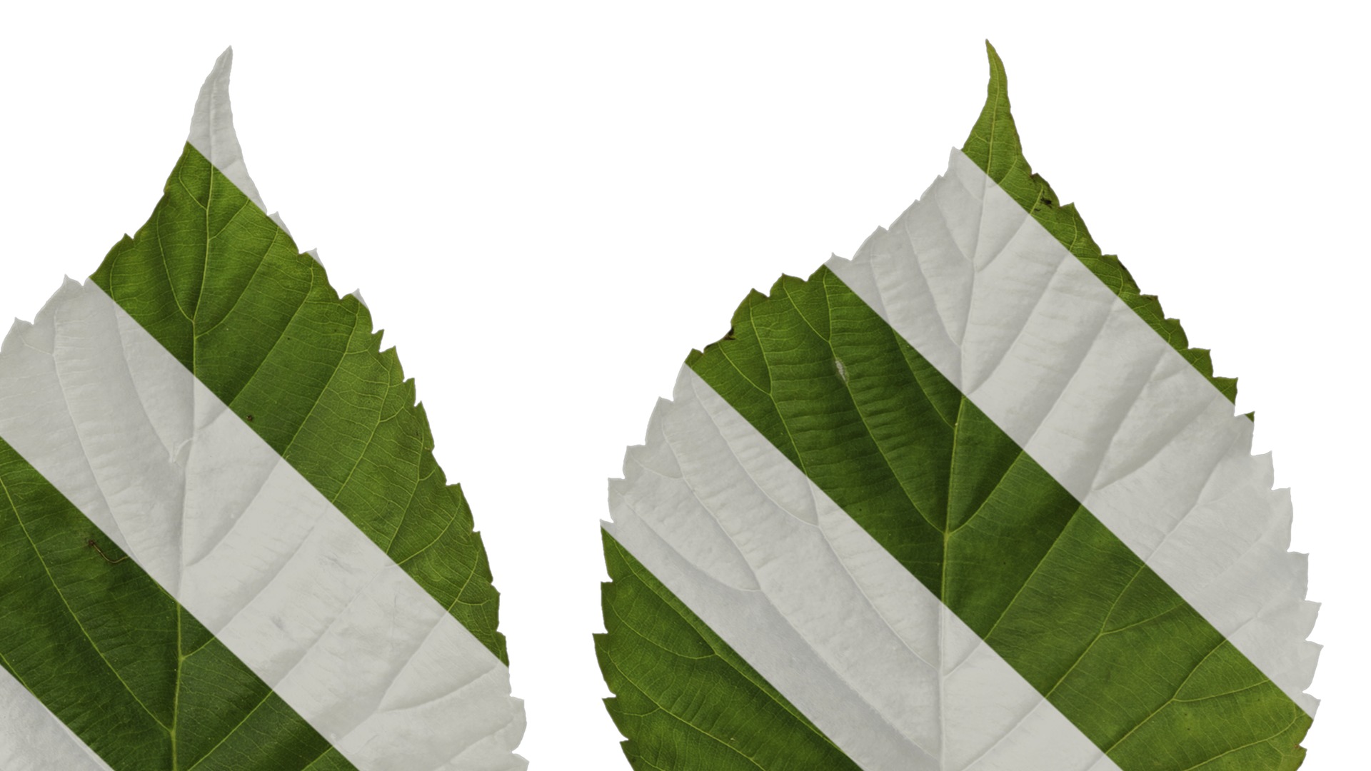 Davidia involucrata Low-poly 3D model_76