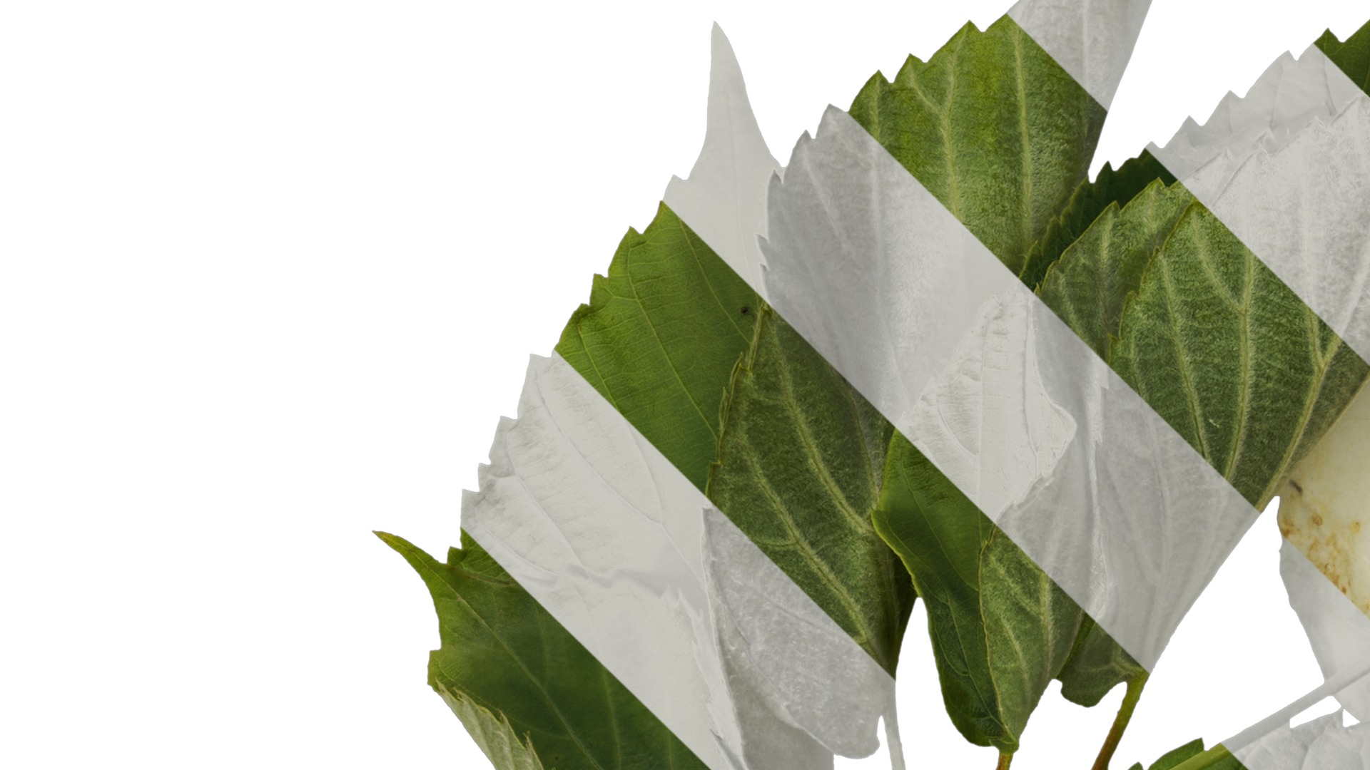 Davidia involucrata Low-poly 3D model_16