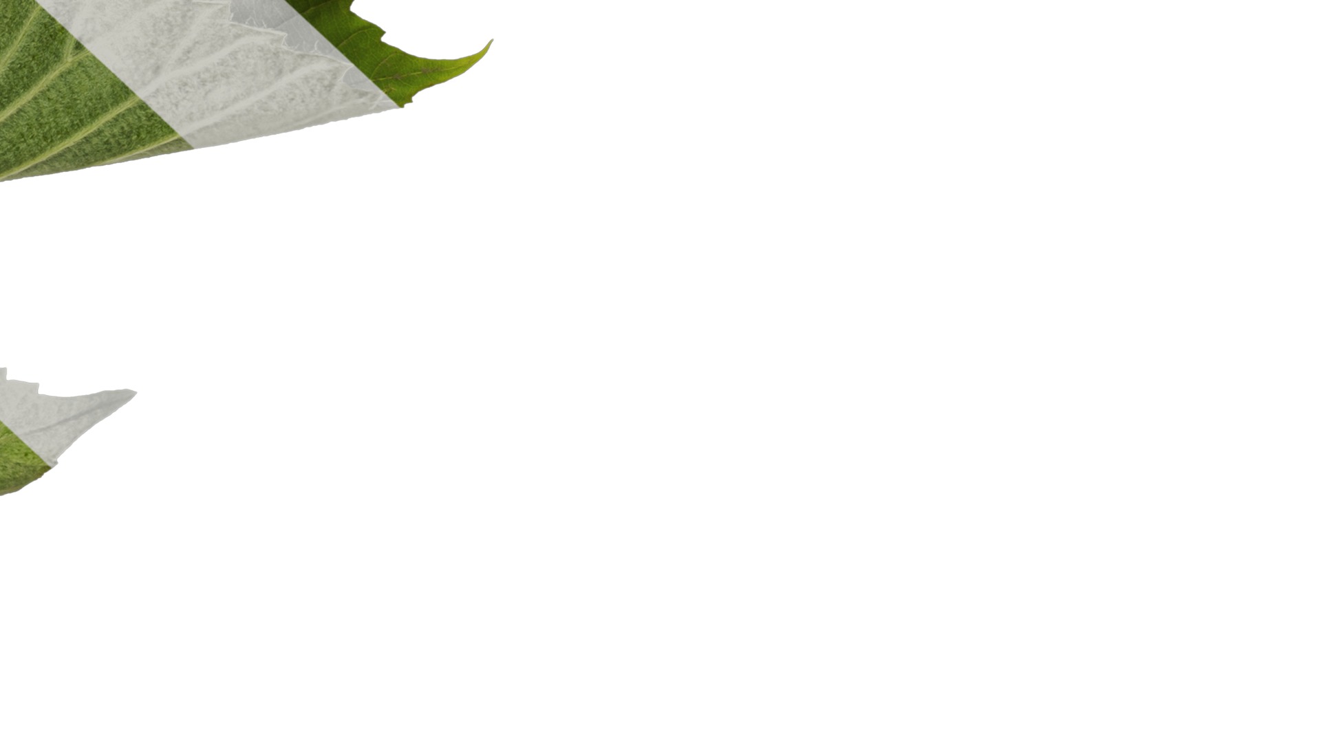 Davidia involucrata Low-poly 3D model_19