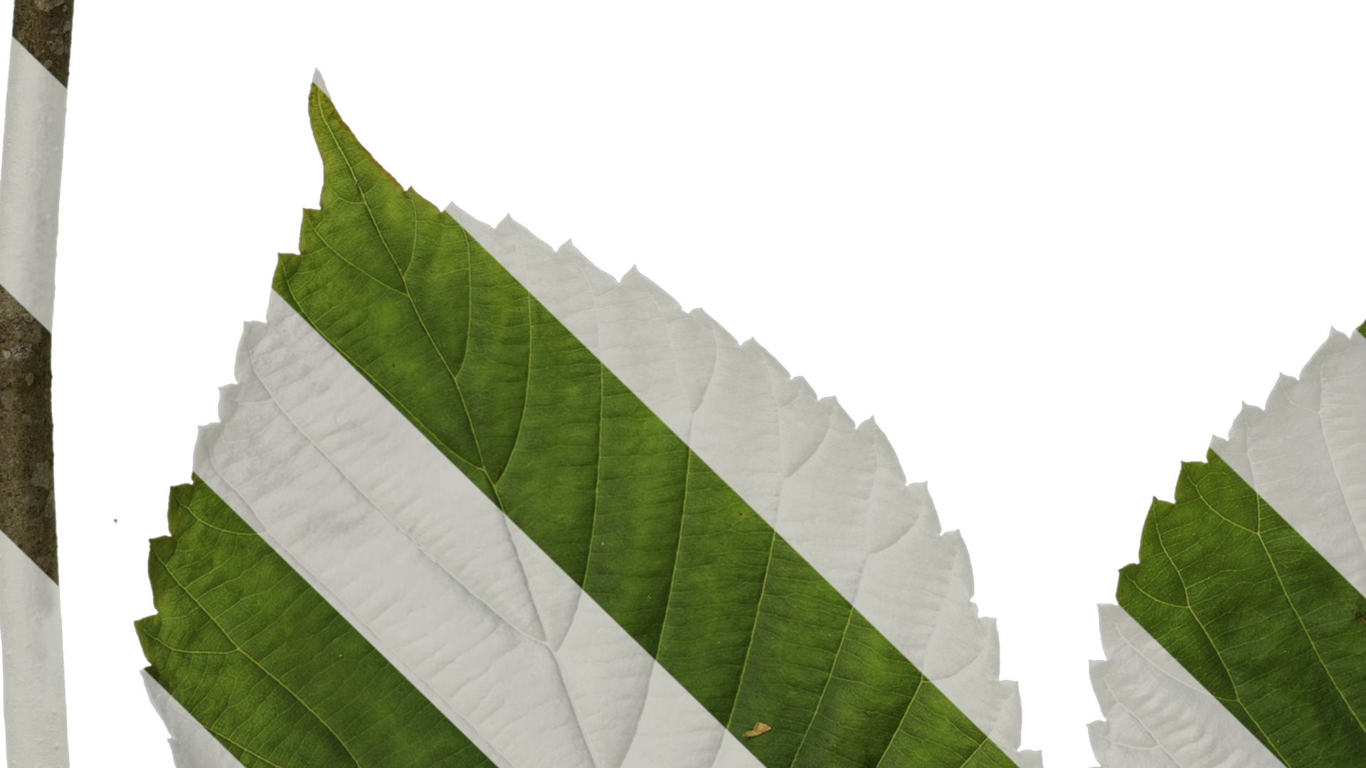 Davidia involucrata Low-poly 3D model_75