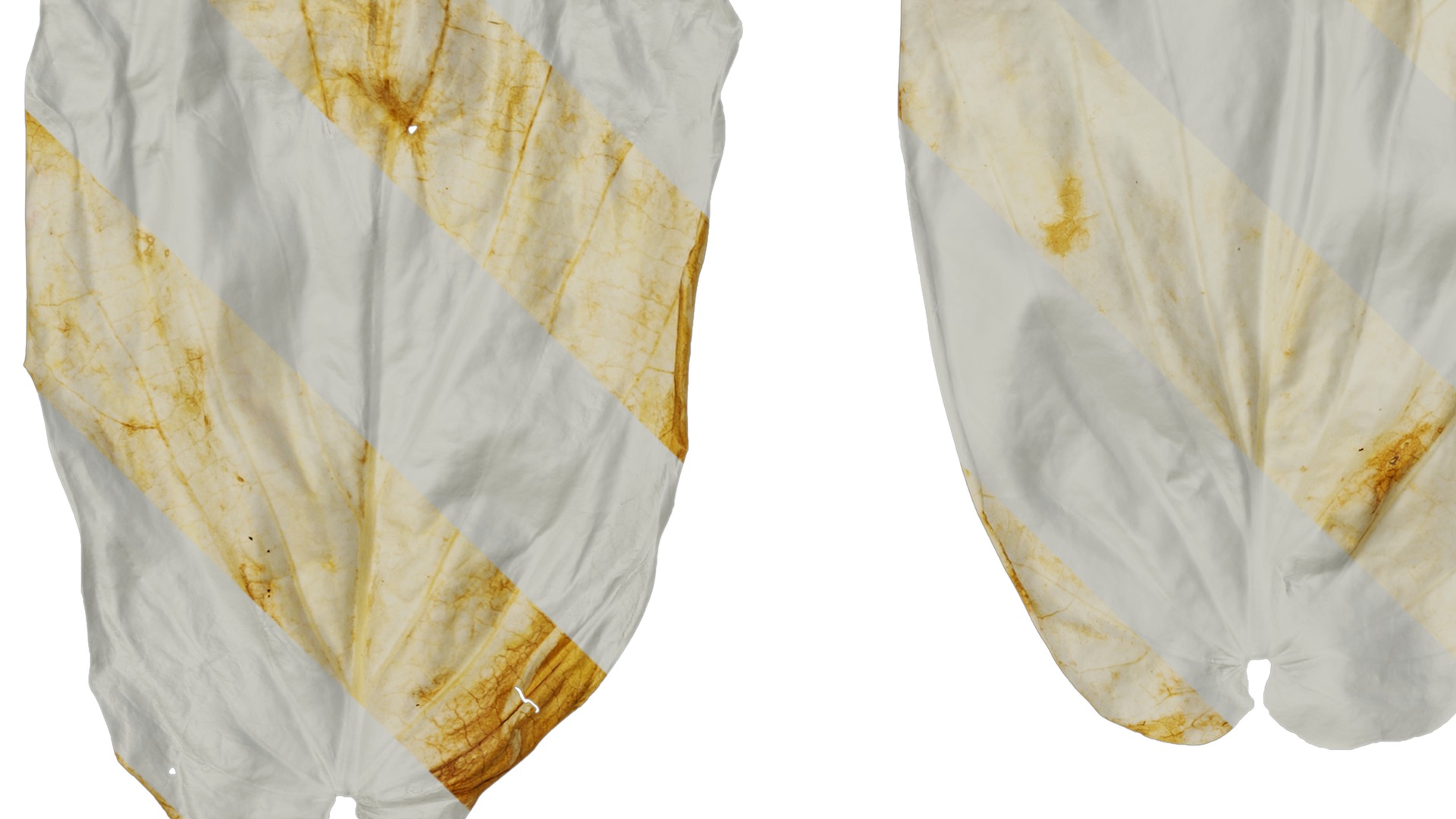 Davidia involucrata Low-poly 3D model_46