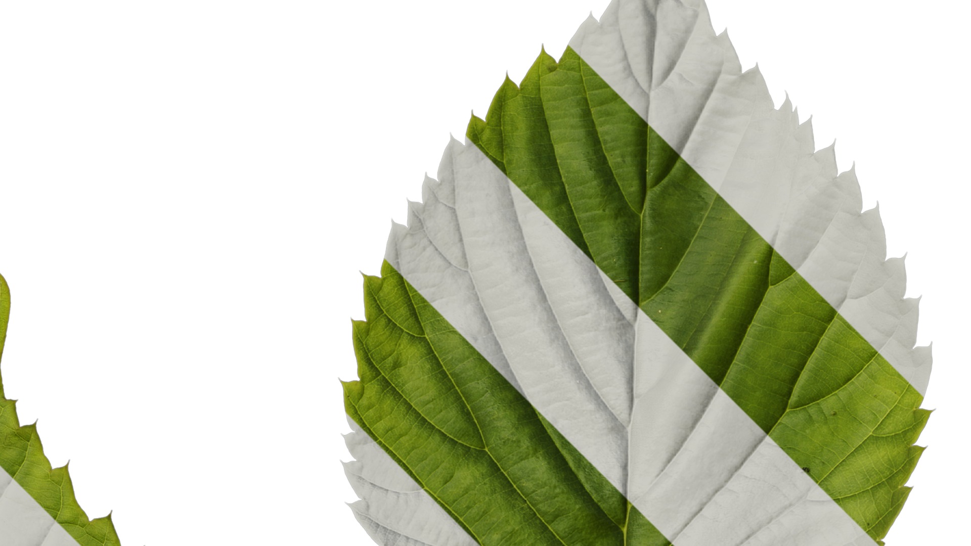 Davidia involucrata Low-poly 3D model_90