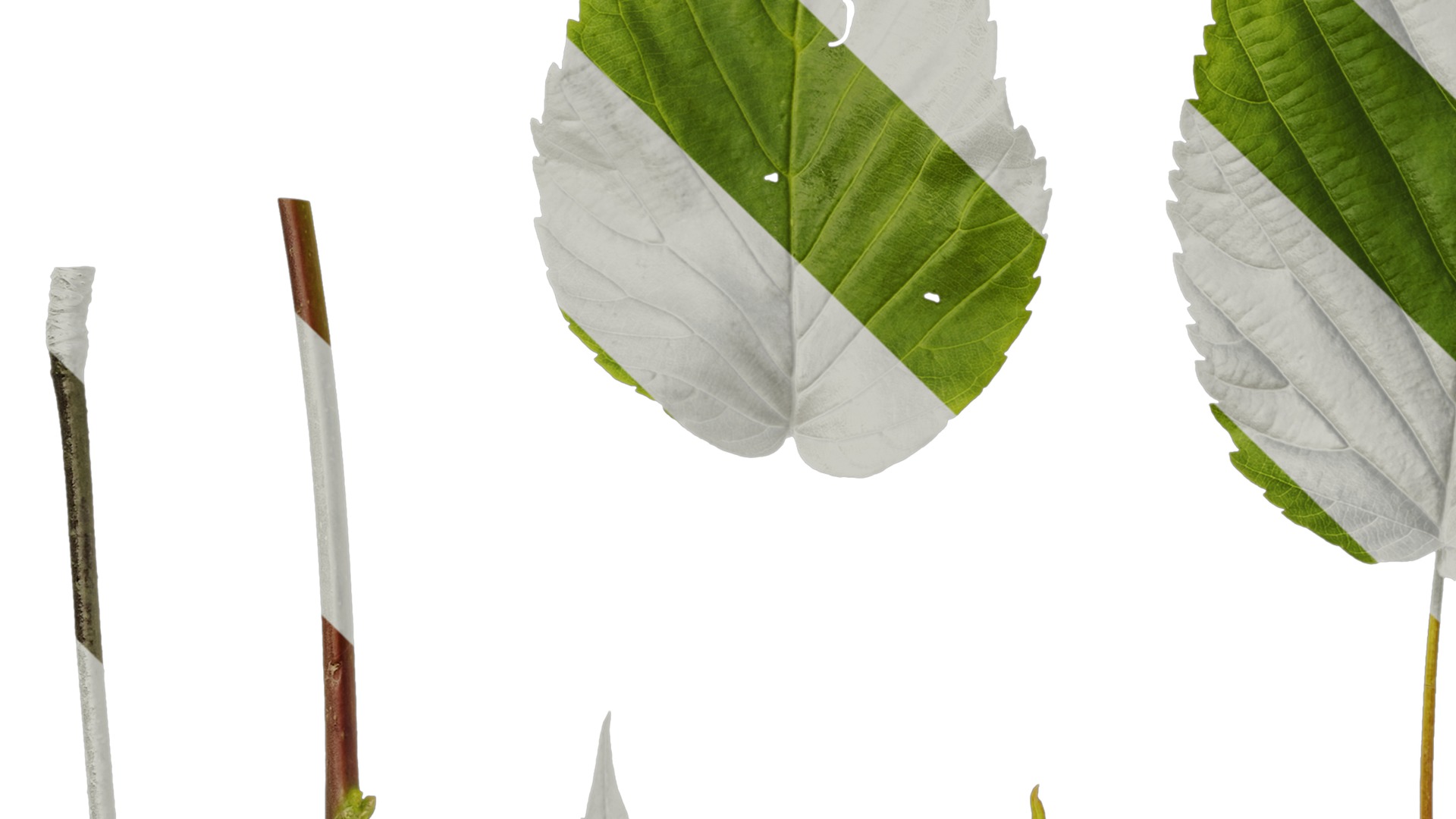 Davidia involucrata Low-poly 3D model_84