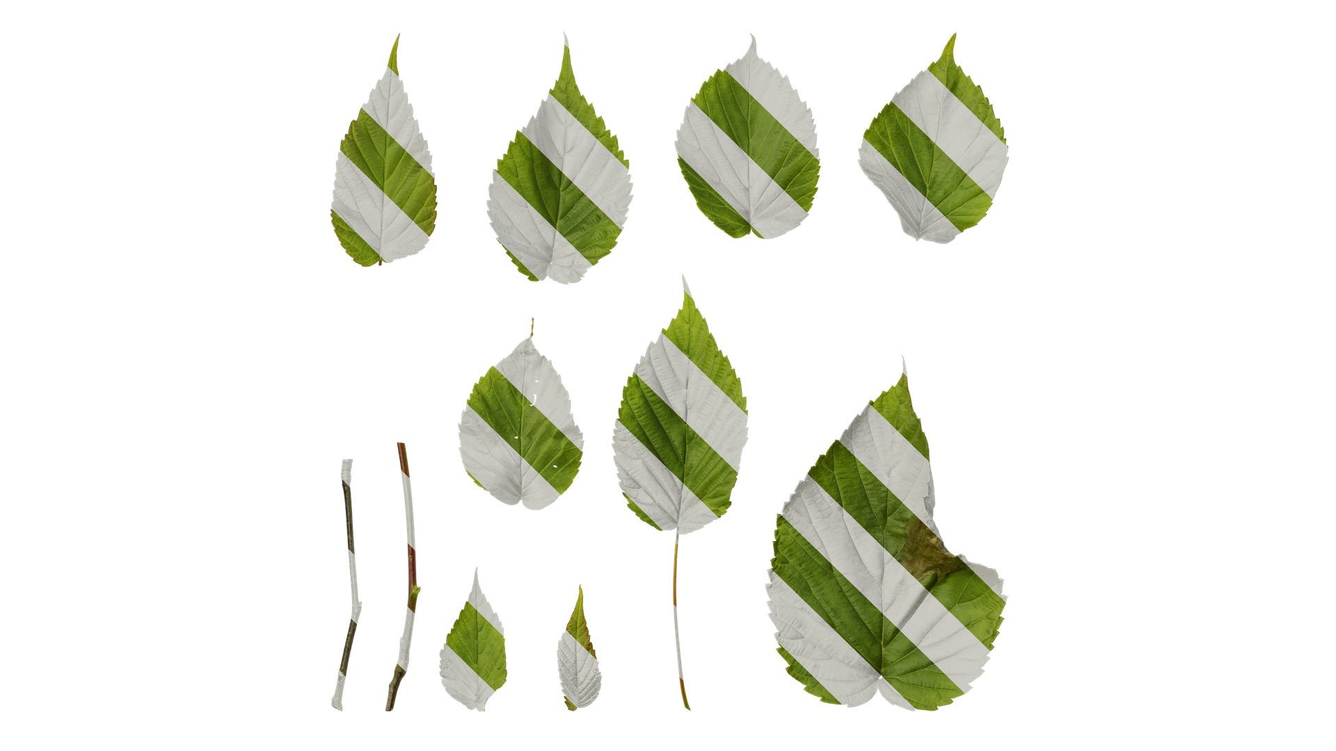 Davidia involucrata Low-poly 3D model_79