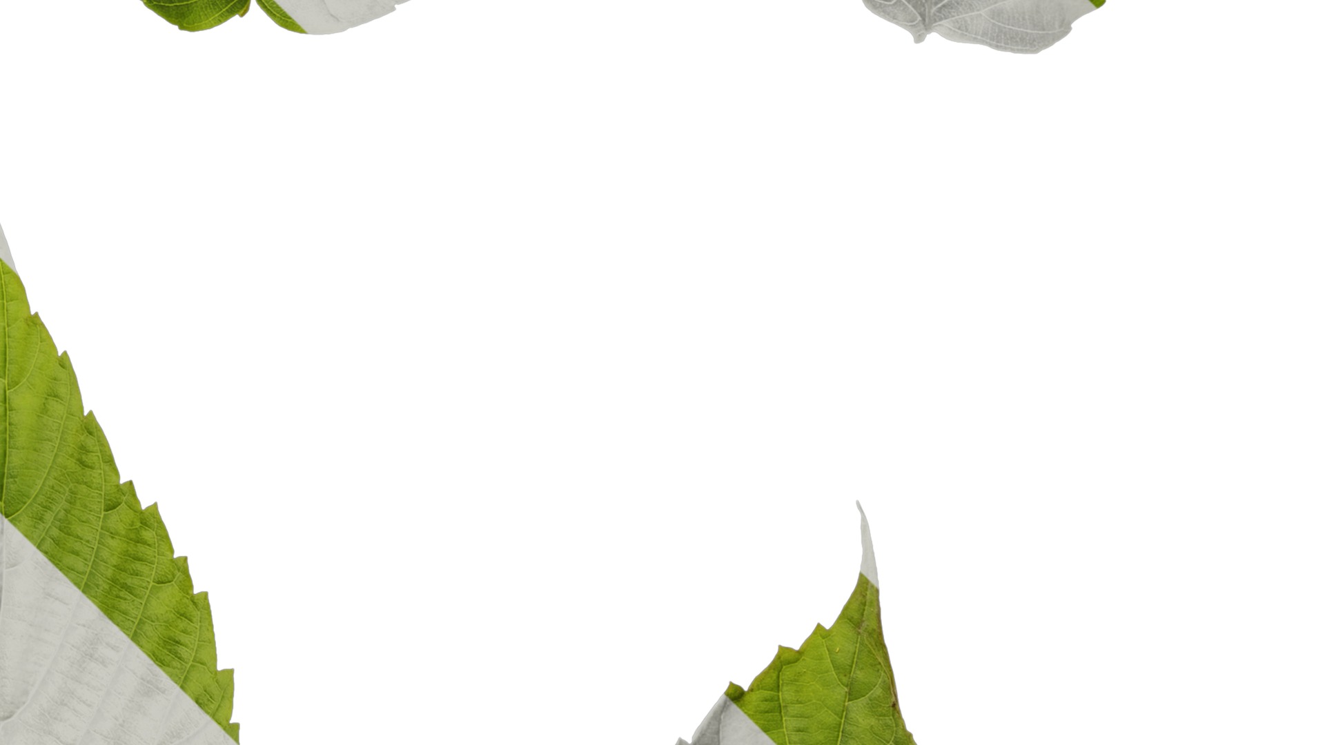 Davidia involucrata Low-poly 3D model_83