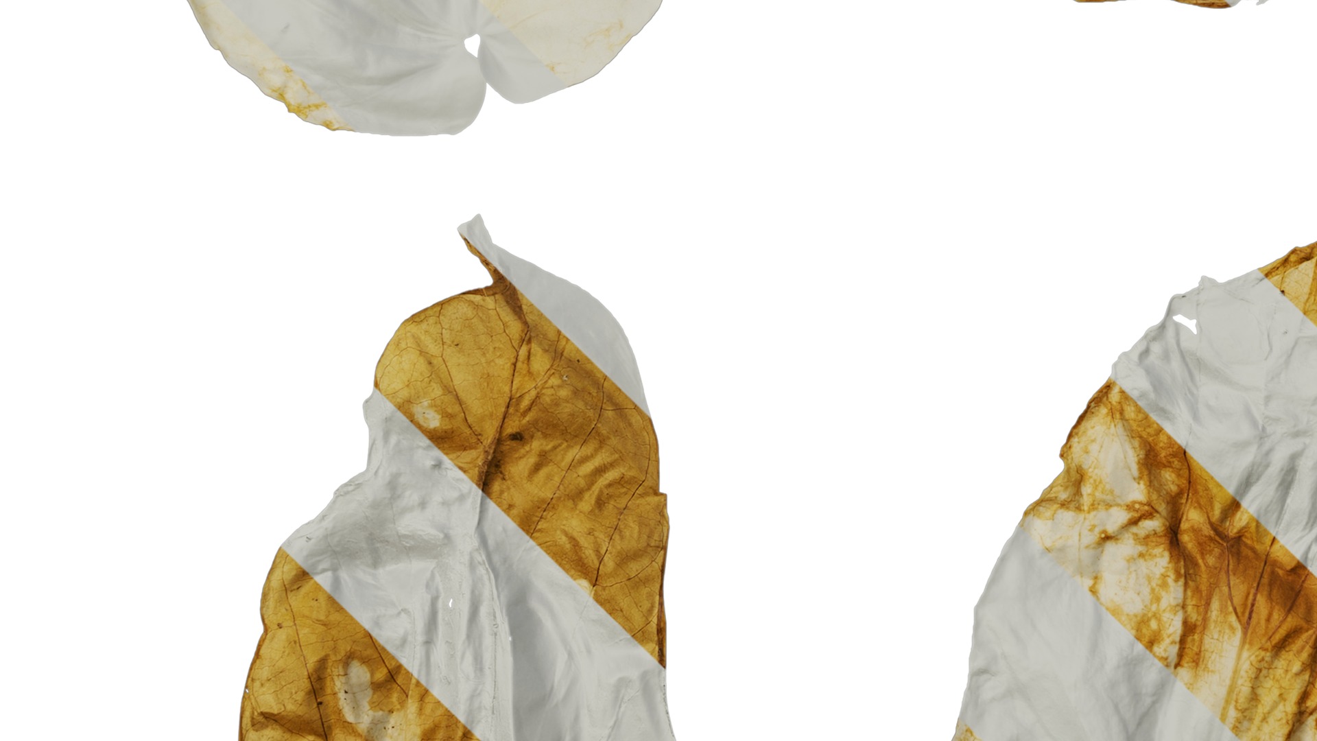 Davidia involucrata Low-poly 3D model_66