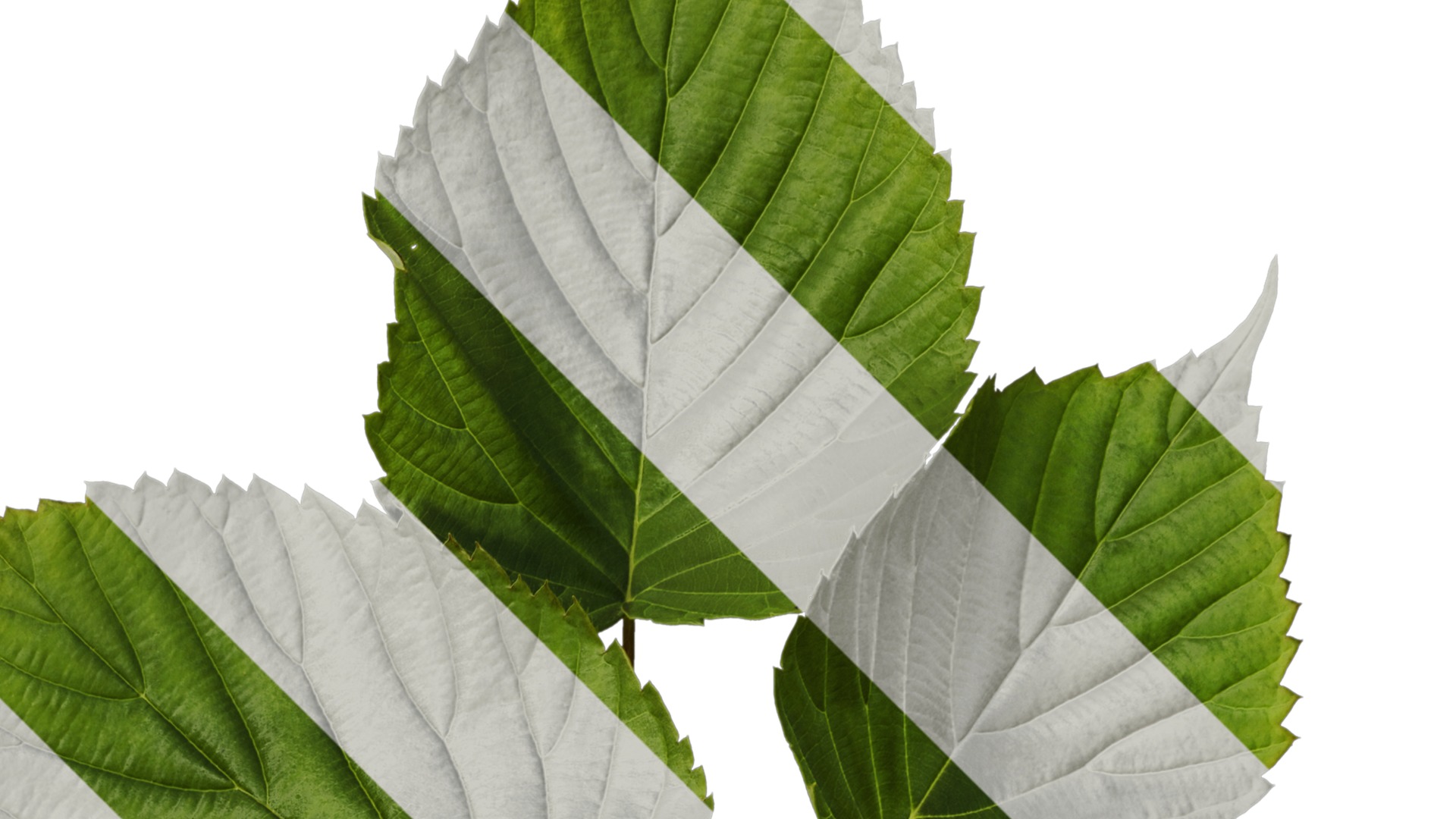 Davidia involucrata Low-poly 3D model_5