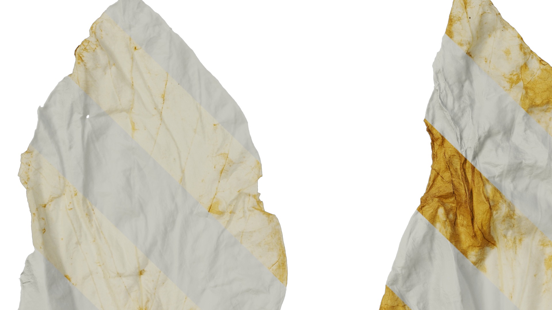 Davidia involucrata Low-poly 3D model_39