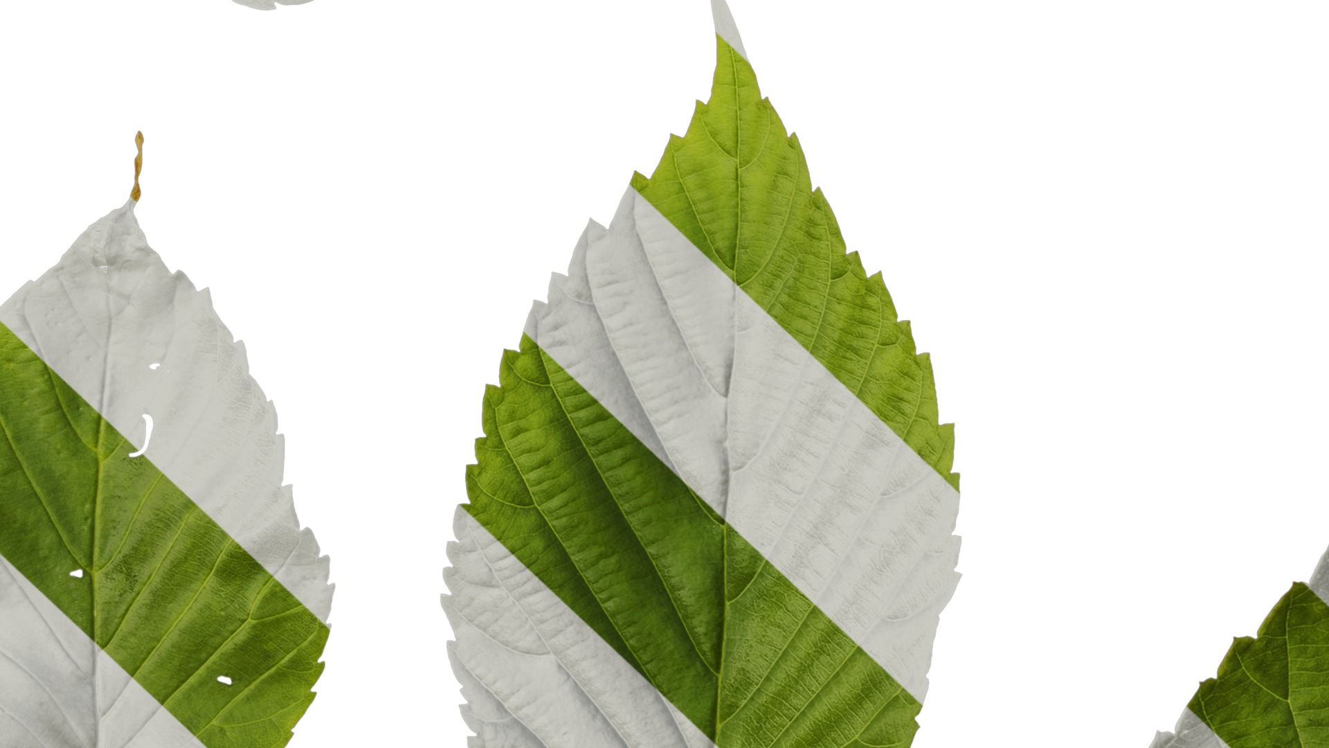 Davidia involucrata Low-poly 3D model_86