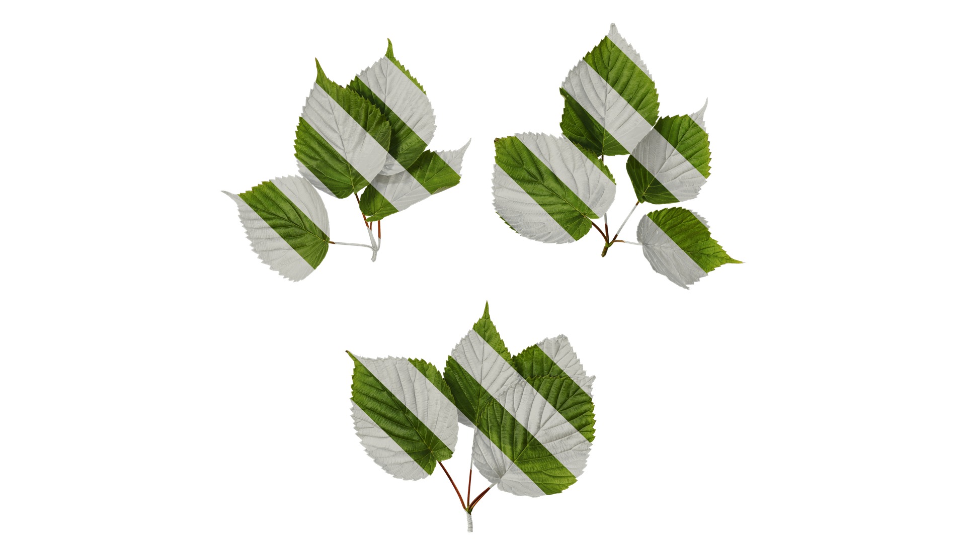 Davidia involucrata Low-poly 3D model_3