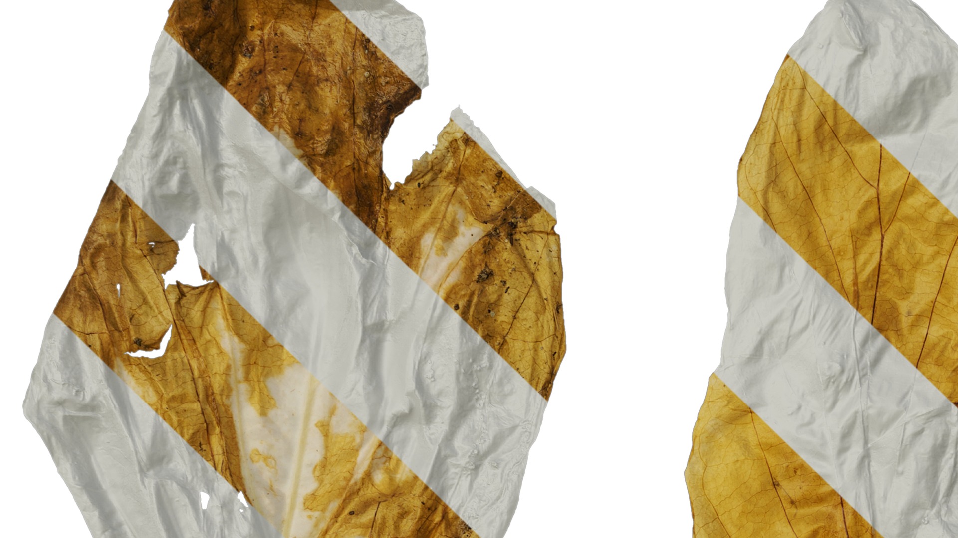 Davidia involucrata Low-poly 3D model_53