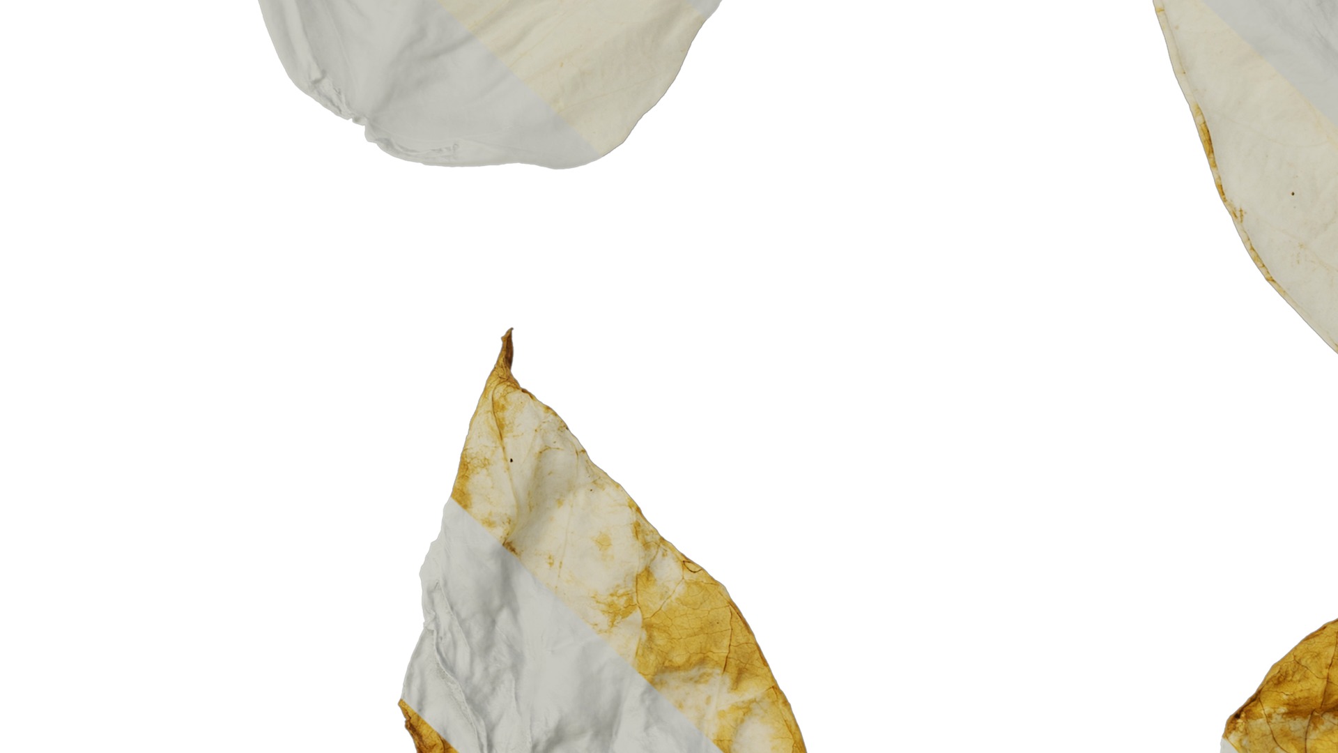 Davidia involucrata Low-poly 3D model_41