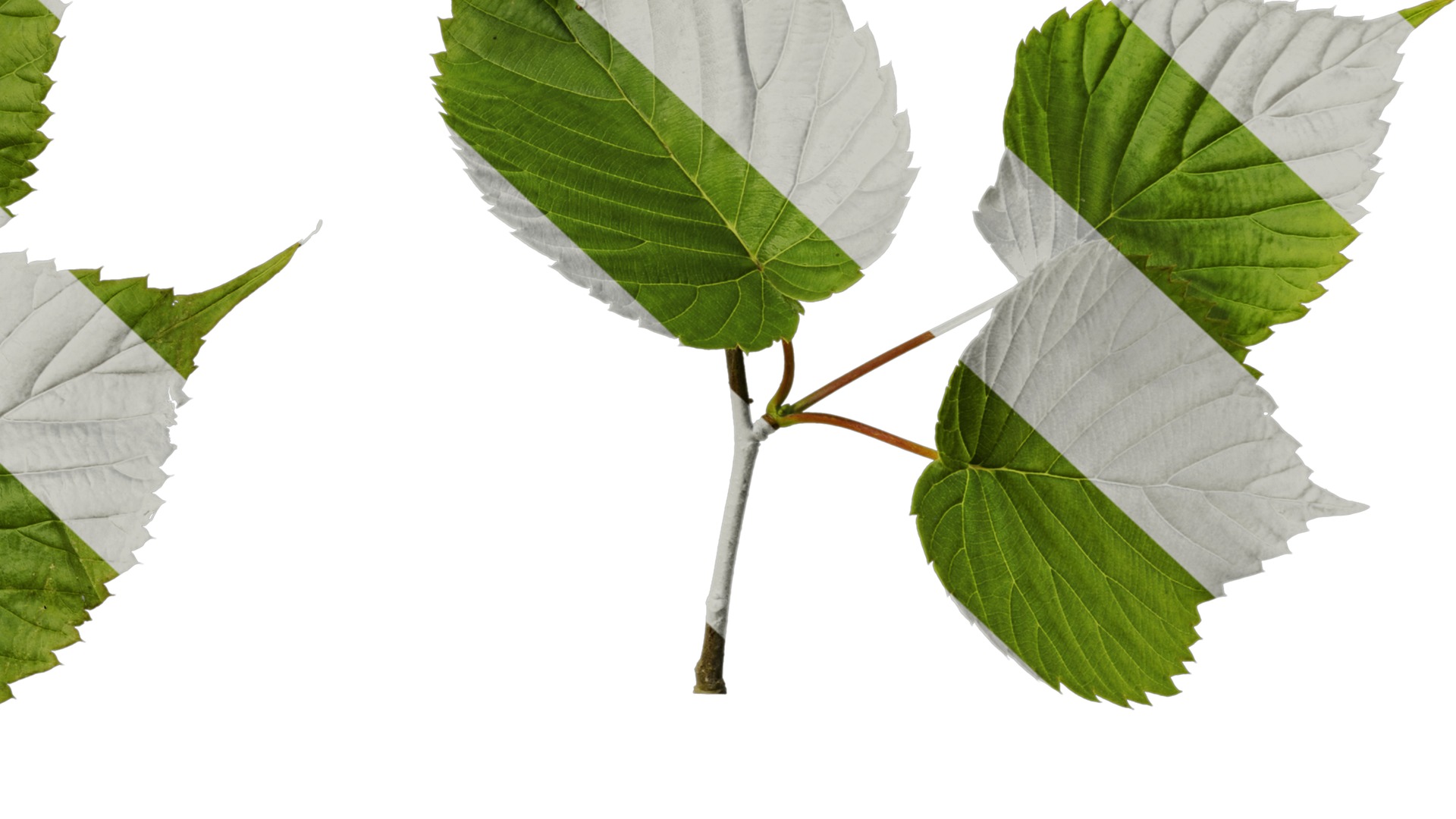 Davidia involucrata Low-poly 3D model_29
