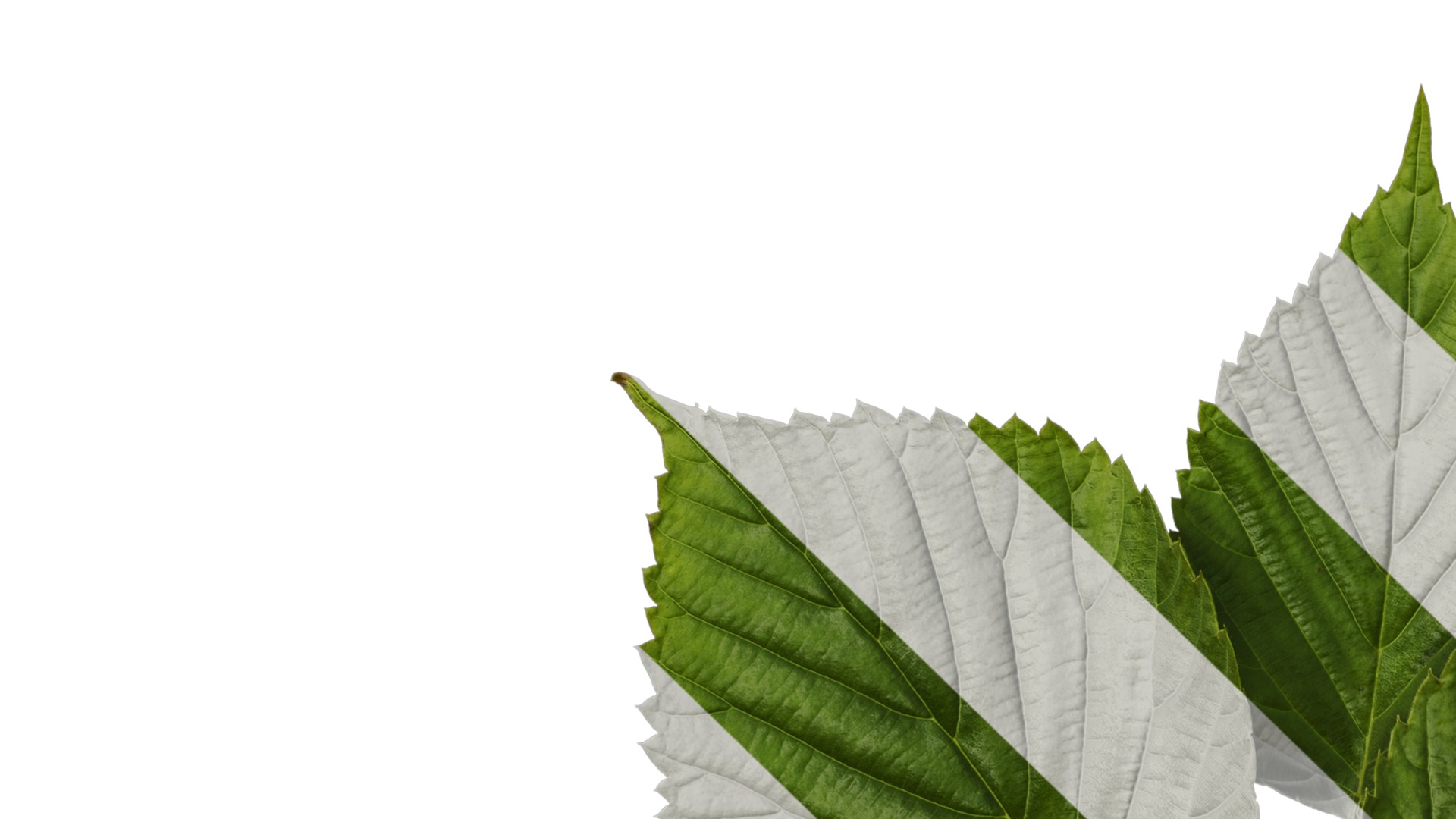 Davidia involucrata Low-poly 3D model_8