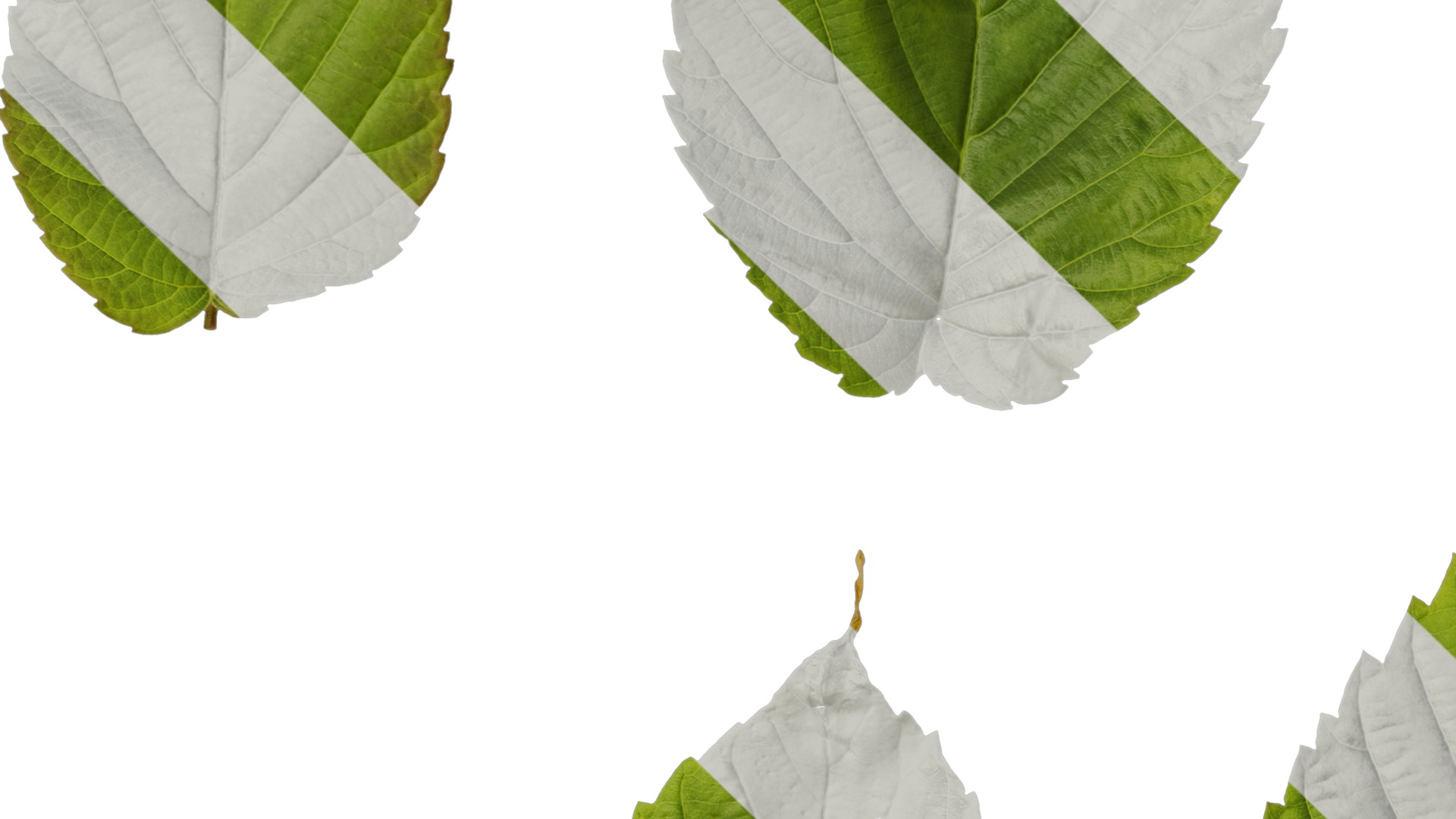 Davidia involucrata Low-poly 3D model_82