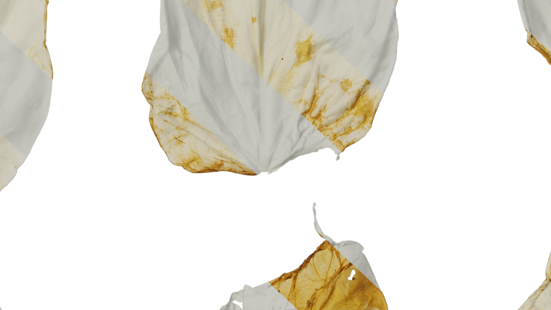 Davidia involucrata Low-poly 3D model_68