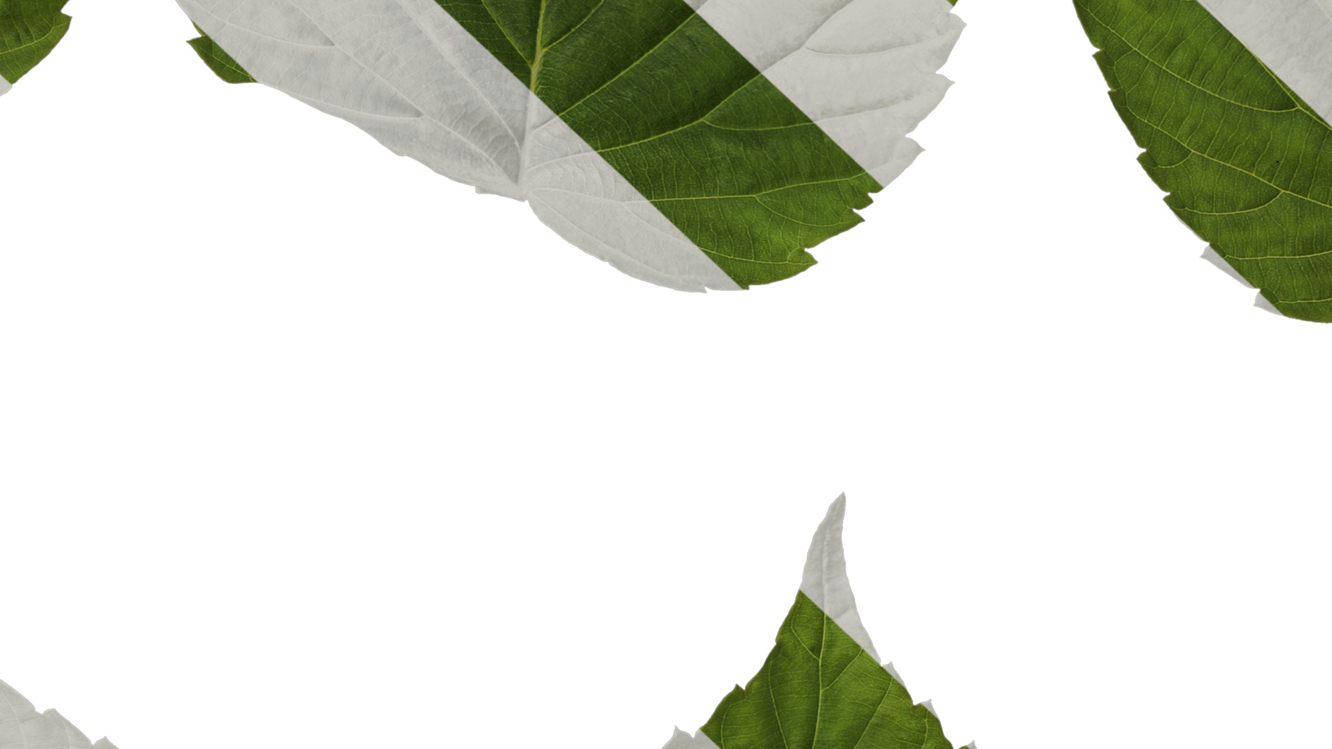 Davidia involucrata Low-poly 3D model_77