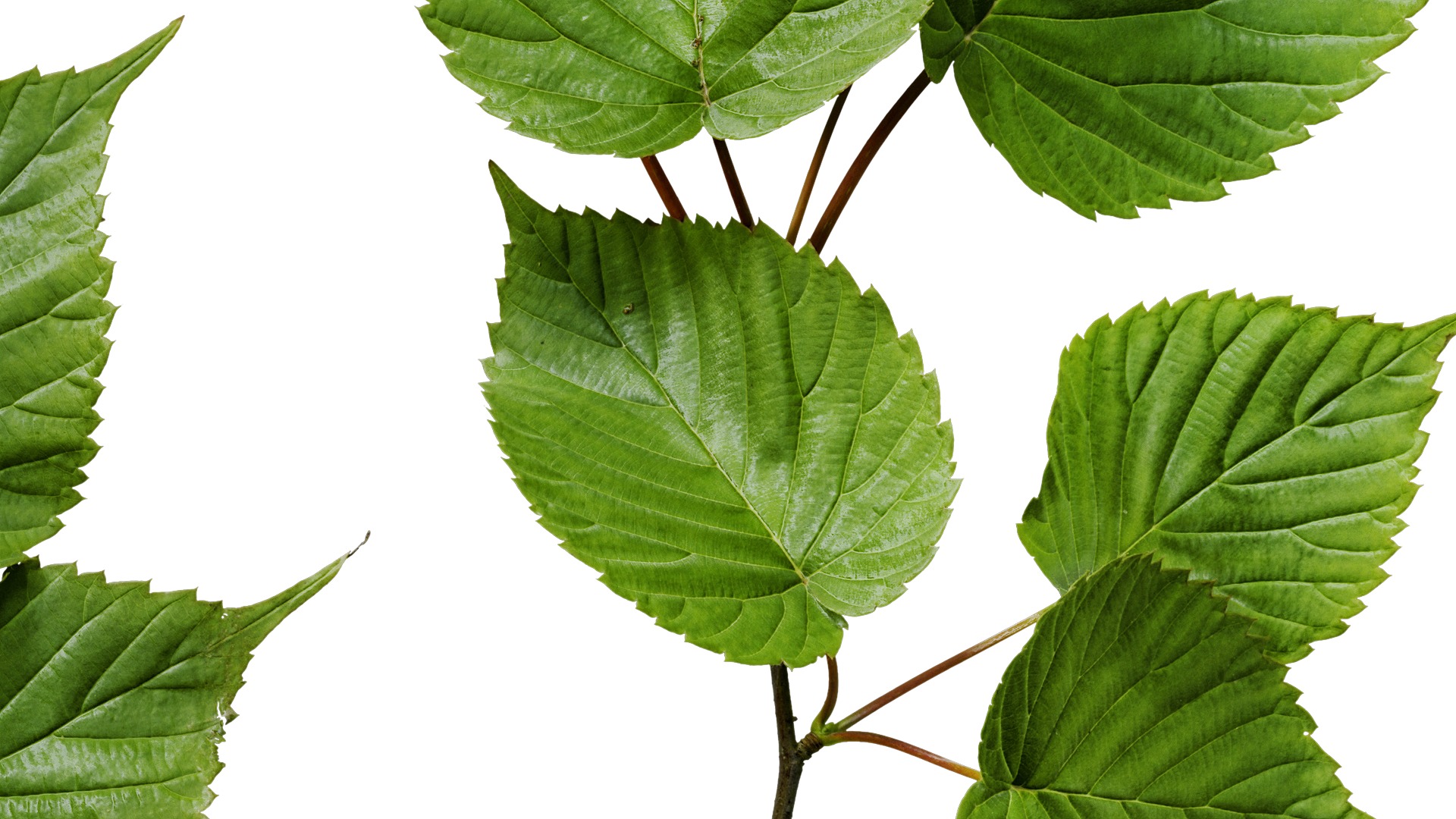 Davidia involucrata Low-poly 3D model_21