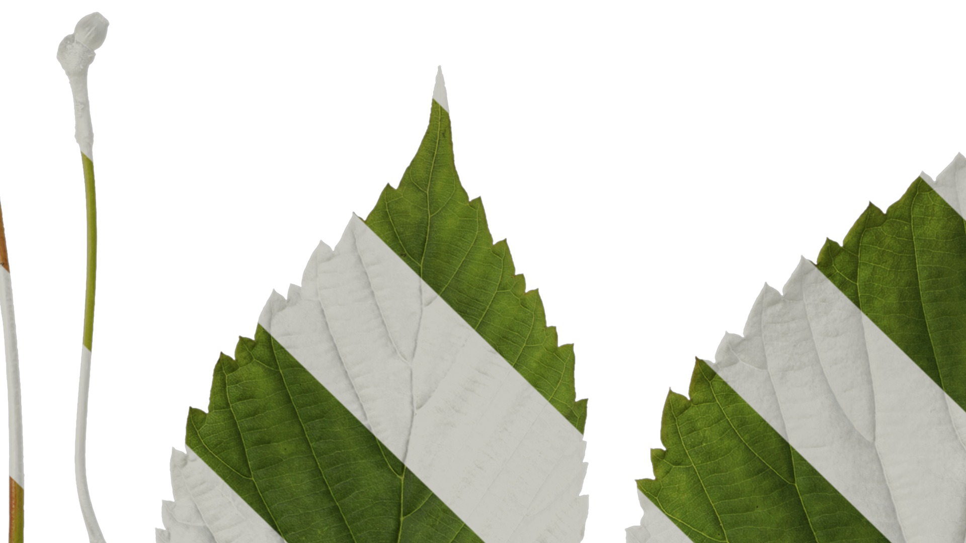 Davidia involucrata Low-poly 3D model_71