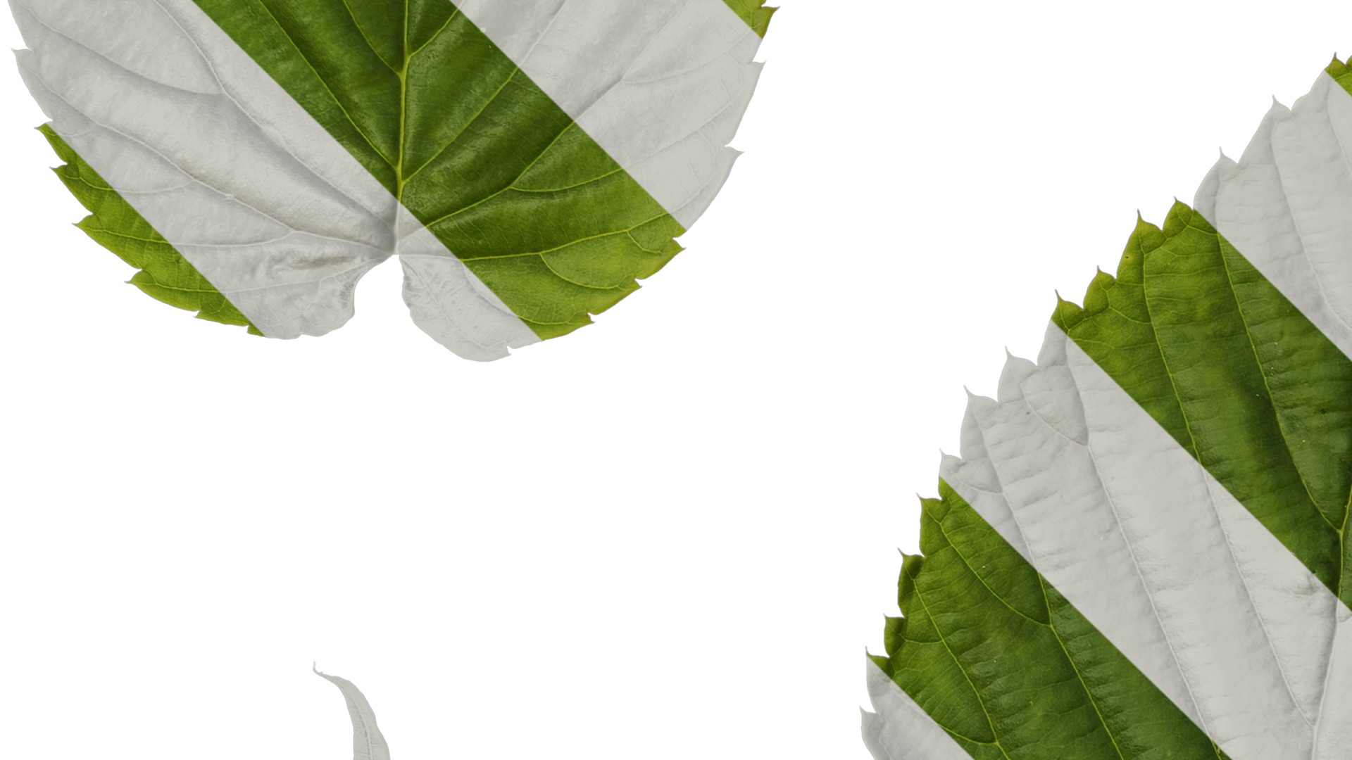 Davidia involucrata Low-poly 3D model_91