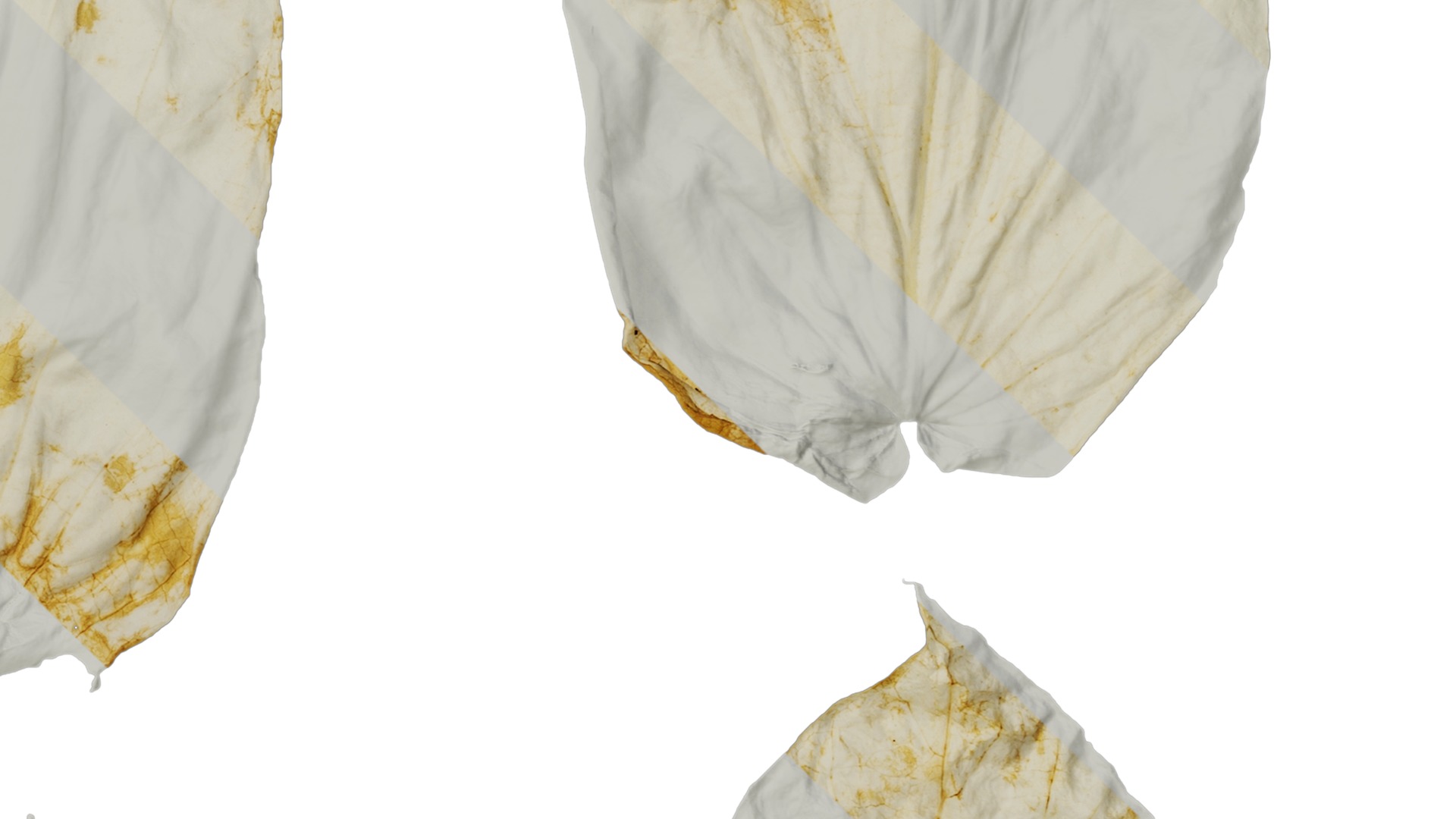 Davidia involucrata Low-poly 3D model_65