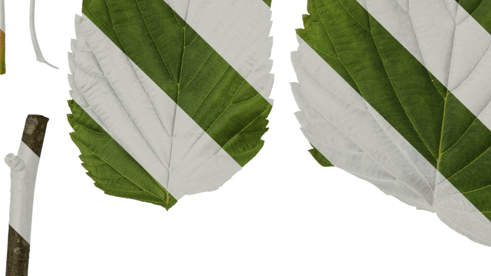 Davidia involucrata Low-poly 3D model_73