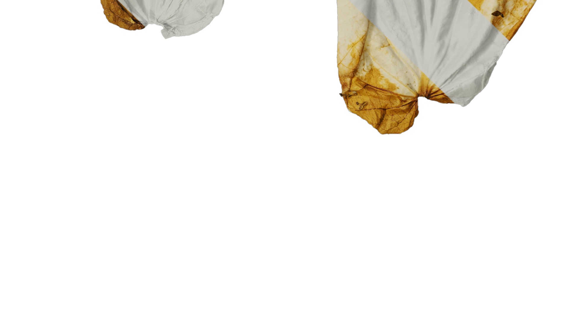 Davidia involucrata Low-poly 3D model_56