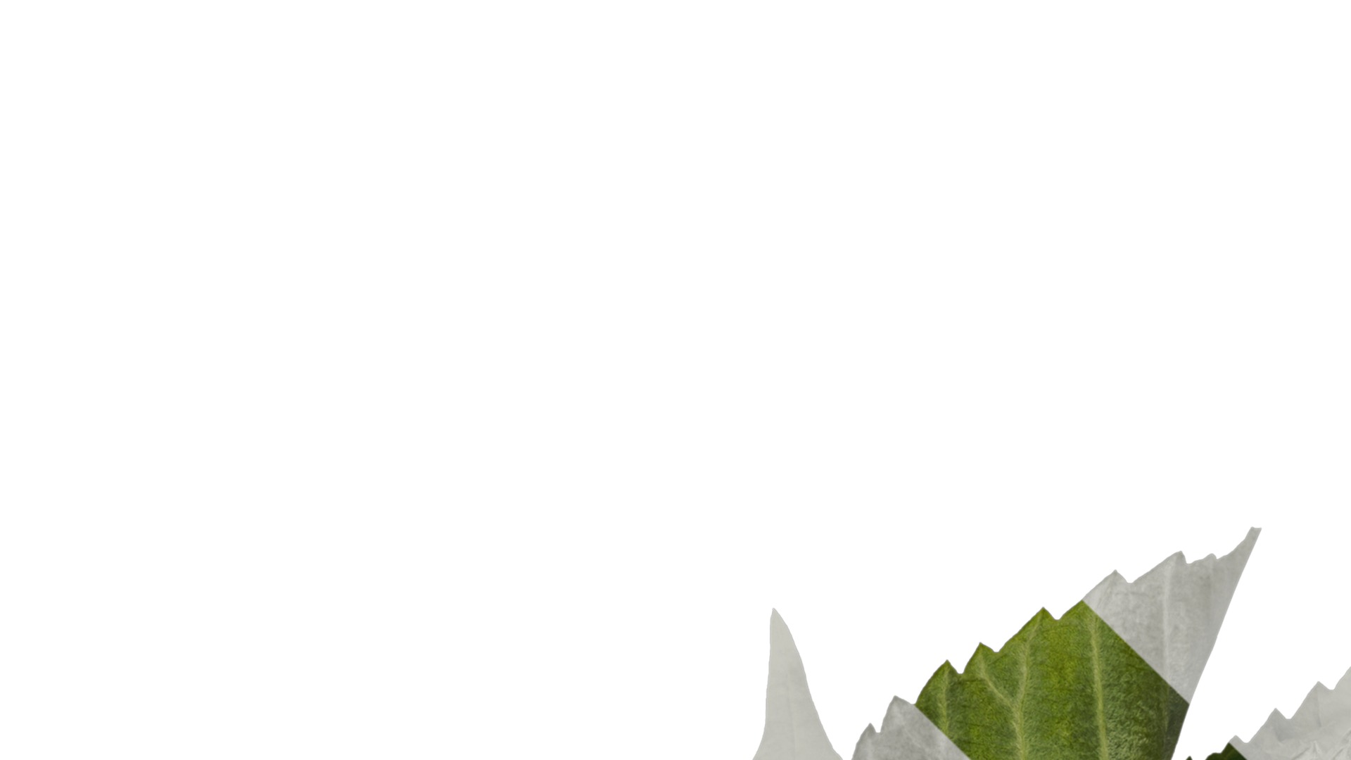 Davidia involucrata Low-poly 3D model_14