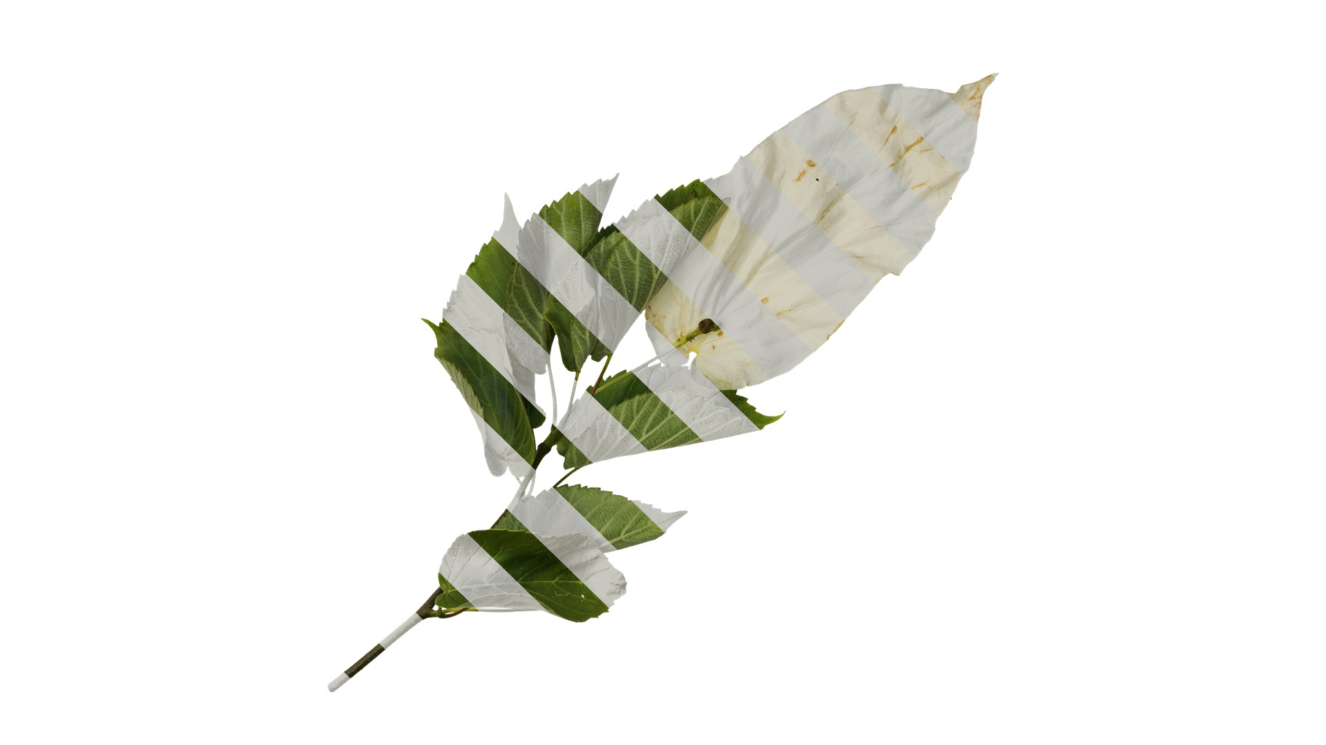 Davidia involucrata Low-poly 3D model_13
