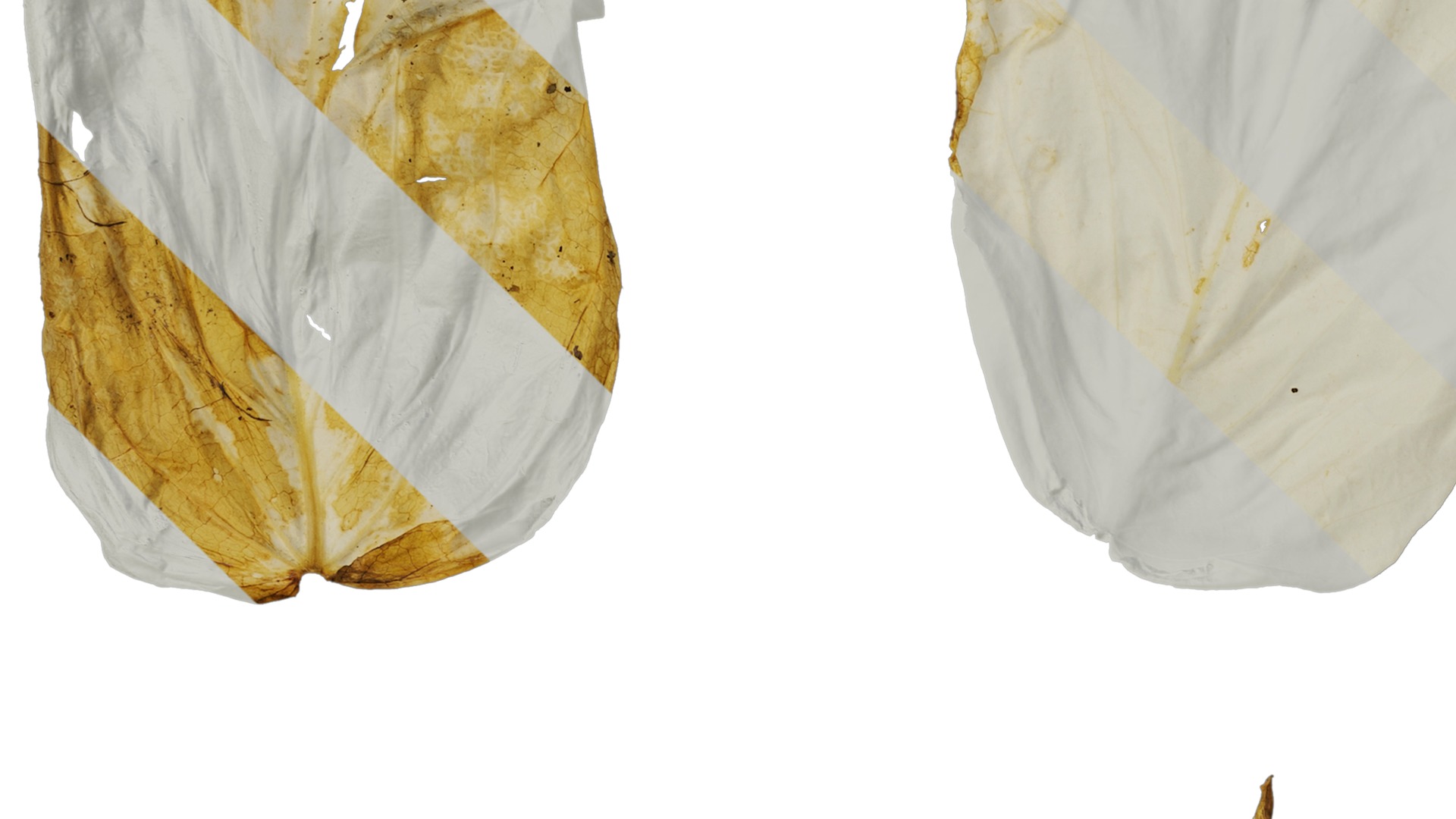 Davidia involucrata Low-poly 3D model_37