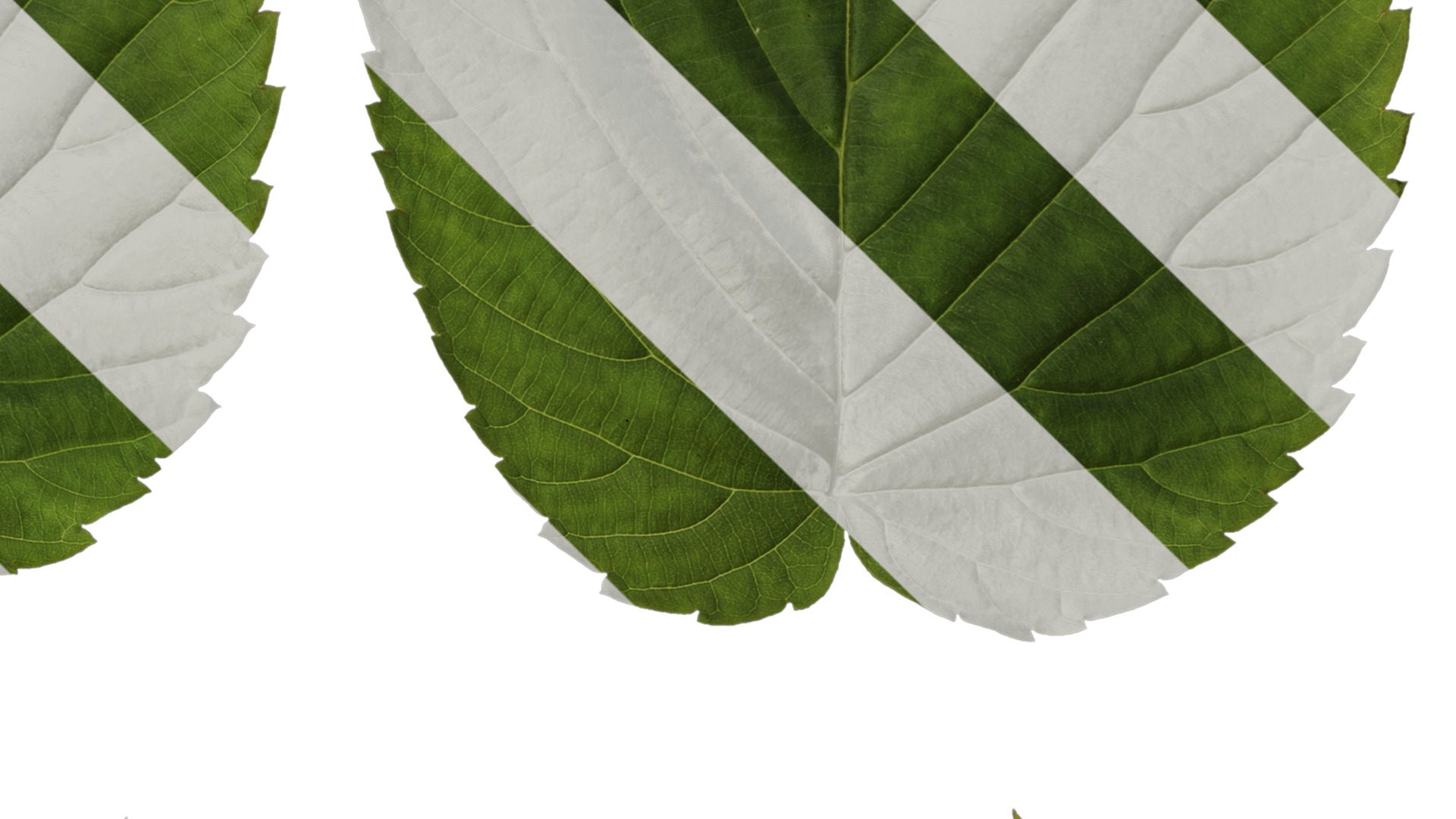 Davidia involucrata Low-poly 3D model_74