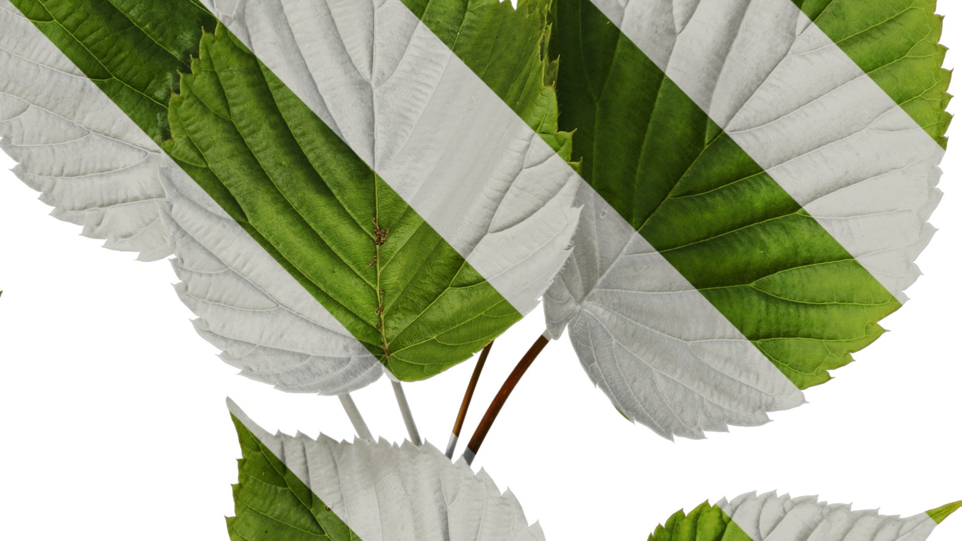 Davidia involucrata Low-poly 3D model_27