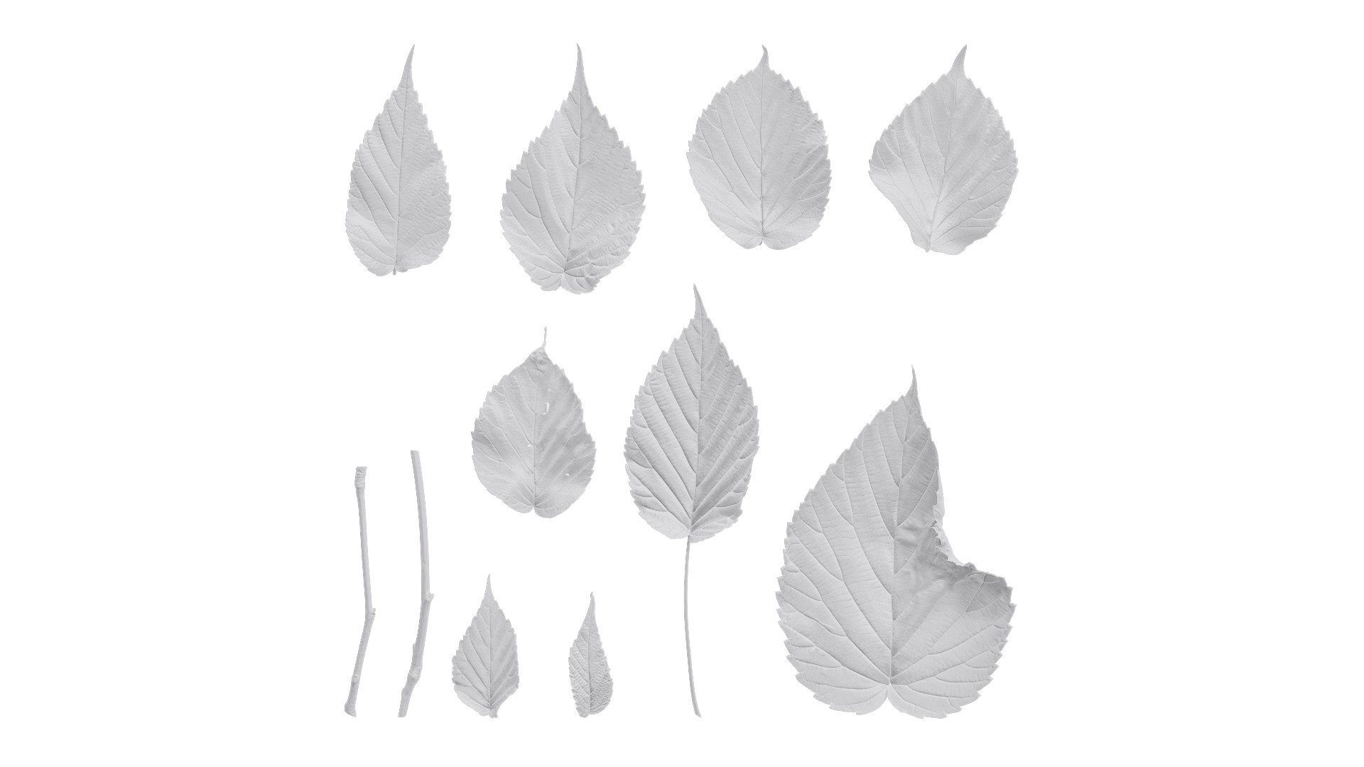 Davidia involucrata Low-poly 3D model_78