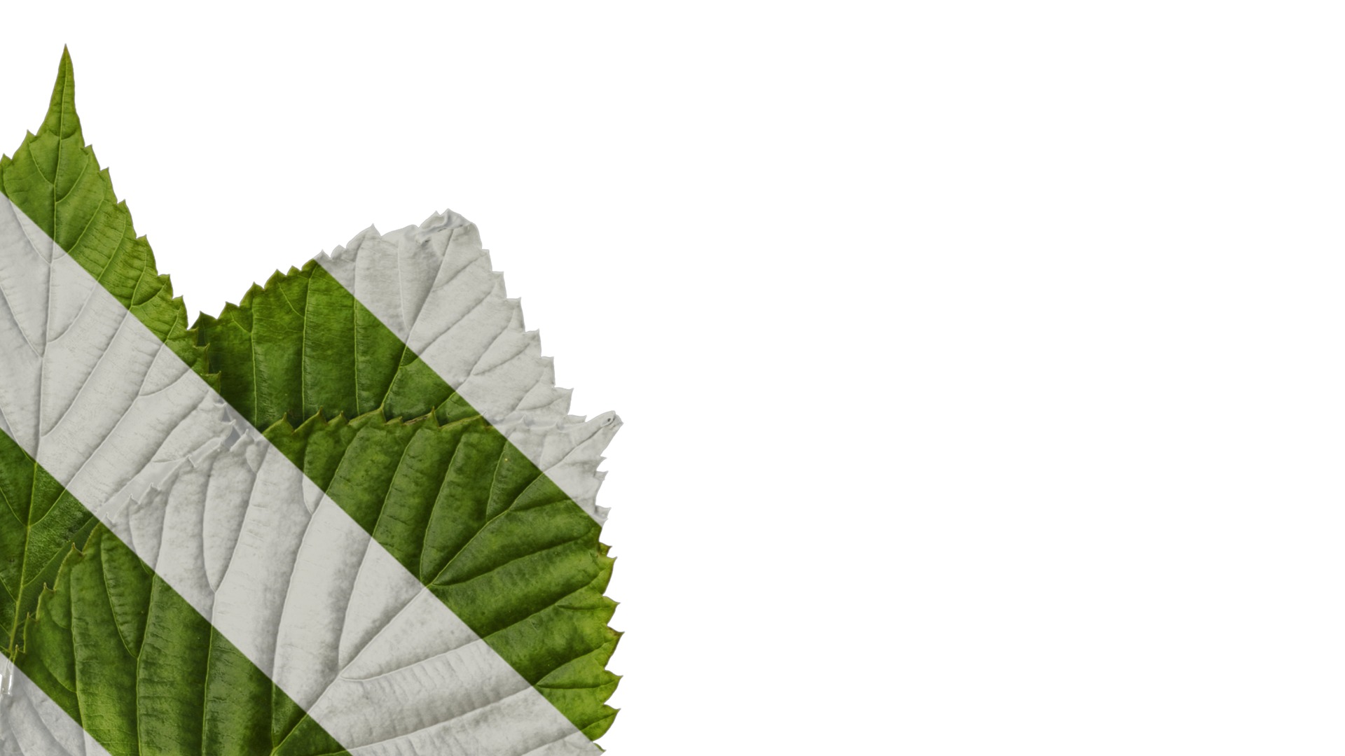 Davidia involucrata Low-poly 3D model_9