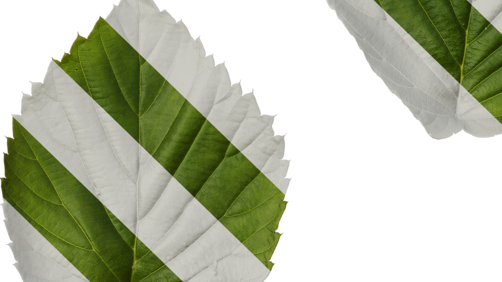 Davidia involucrata Low-poly 3D model_93