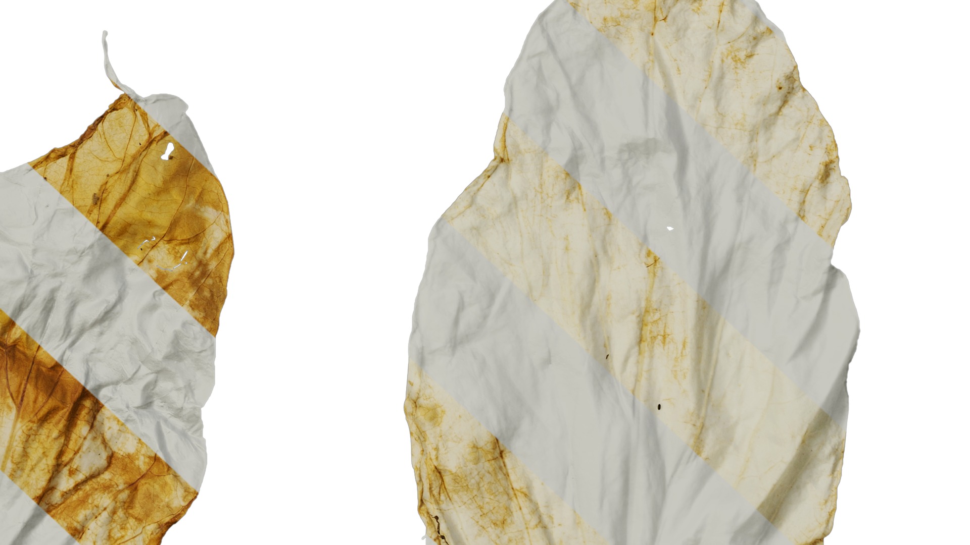 Davidia involucrata Low-poly 3D model_67